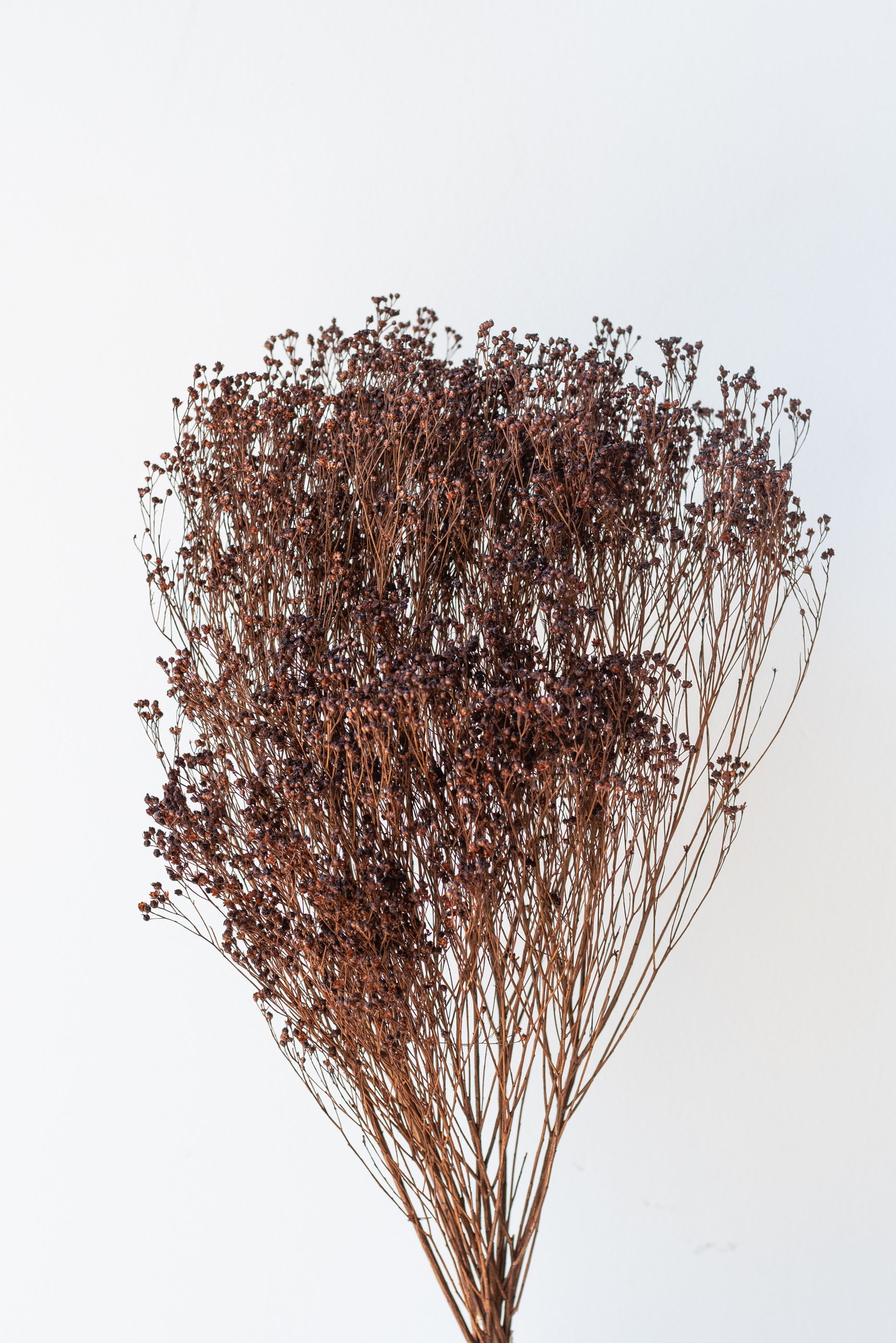 Brooms Mocha Color Preserved Bunch in front of white background