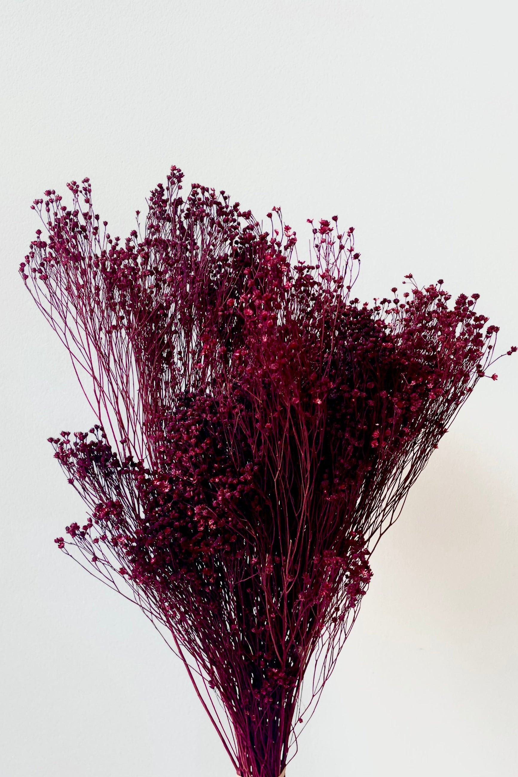 The Brooms Burgundy Color Preserved Bunch against a white backdrop. ©Sprout Home