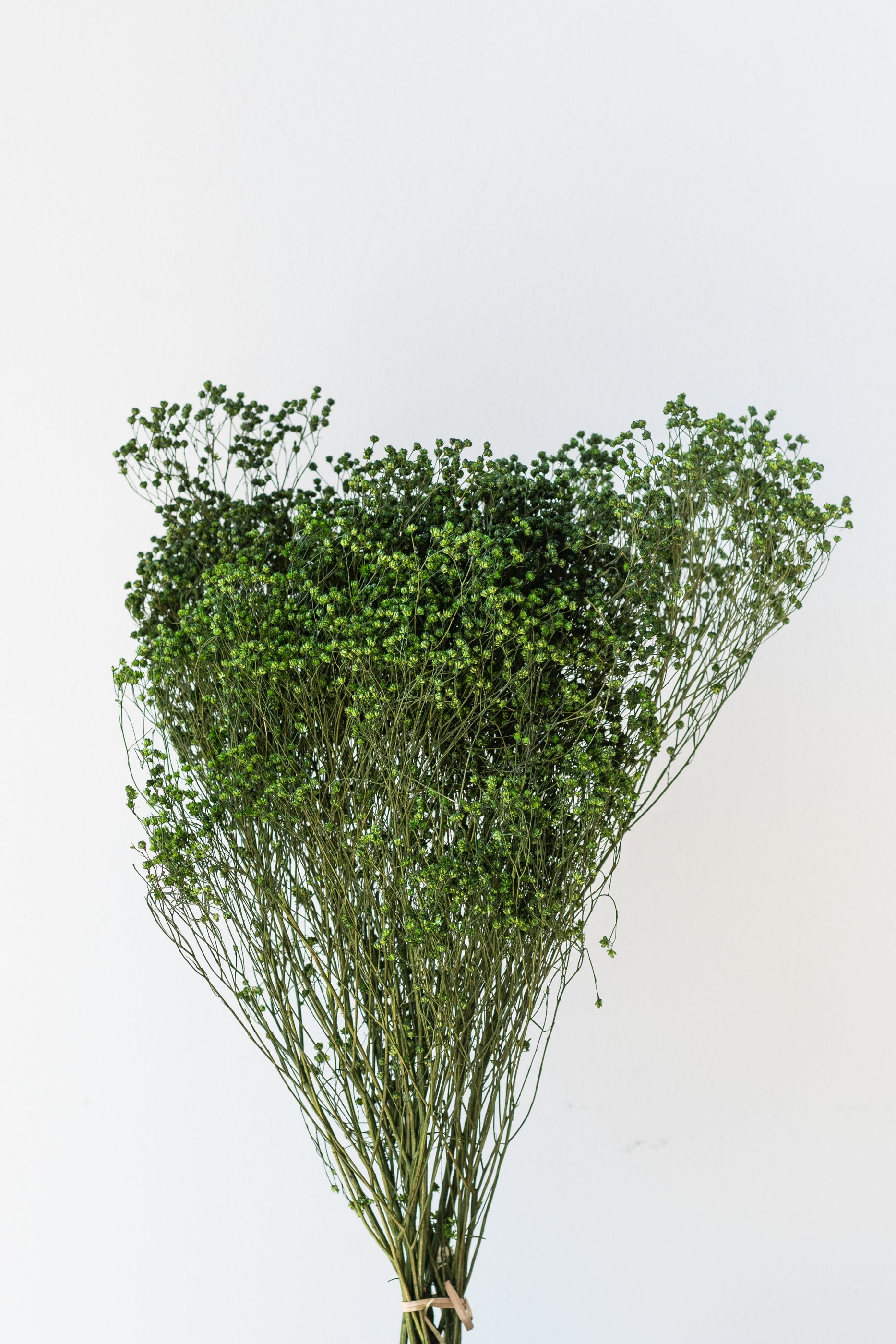 Brooms Emerald Color Preserved Bunch in front of white background