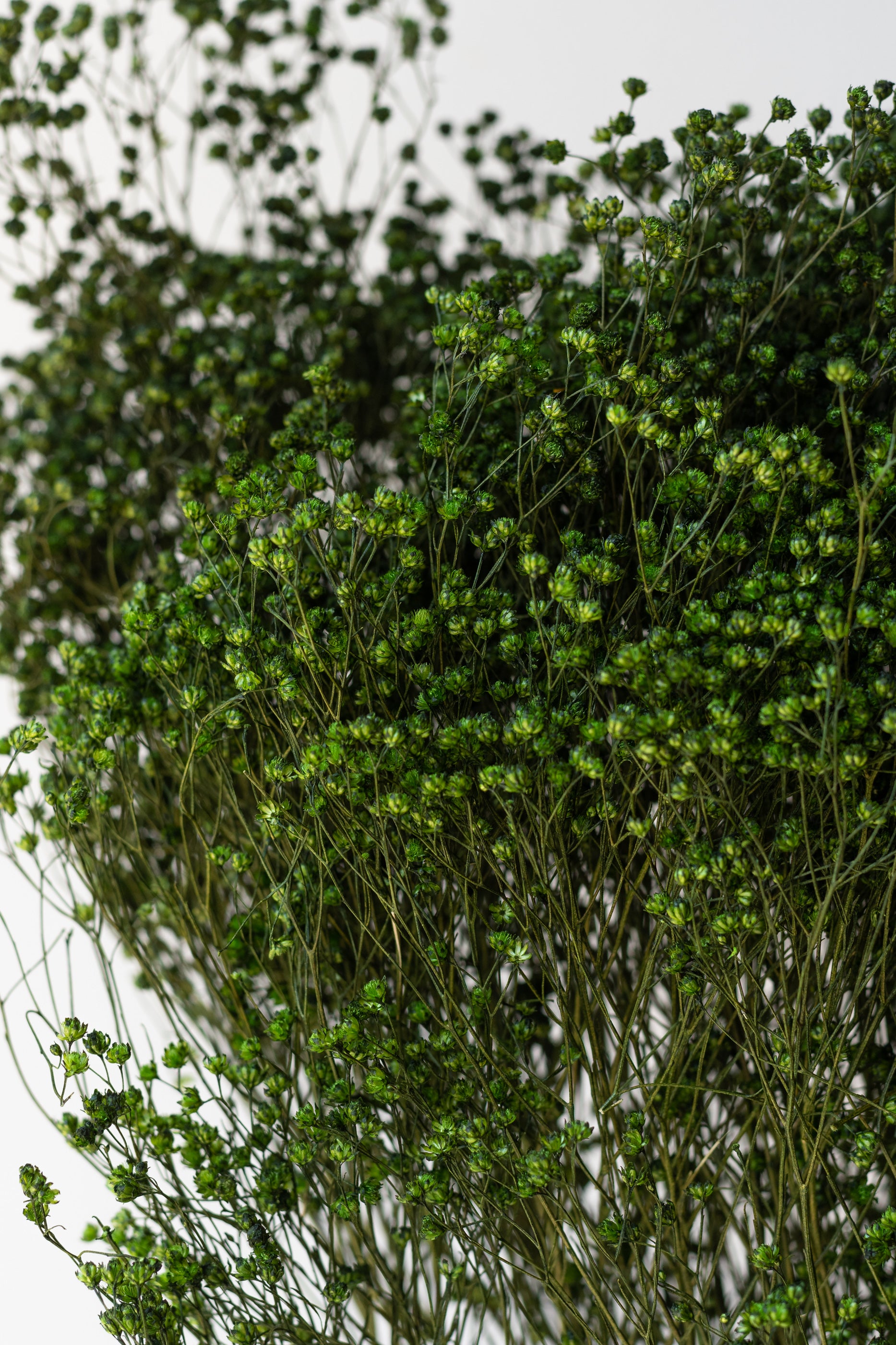 Close up of Brooms Emerald Color Preserved Bunch in front of white background