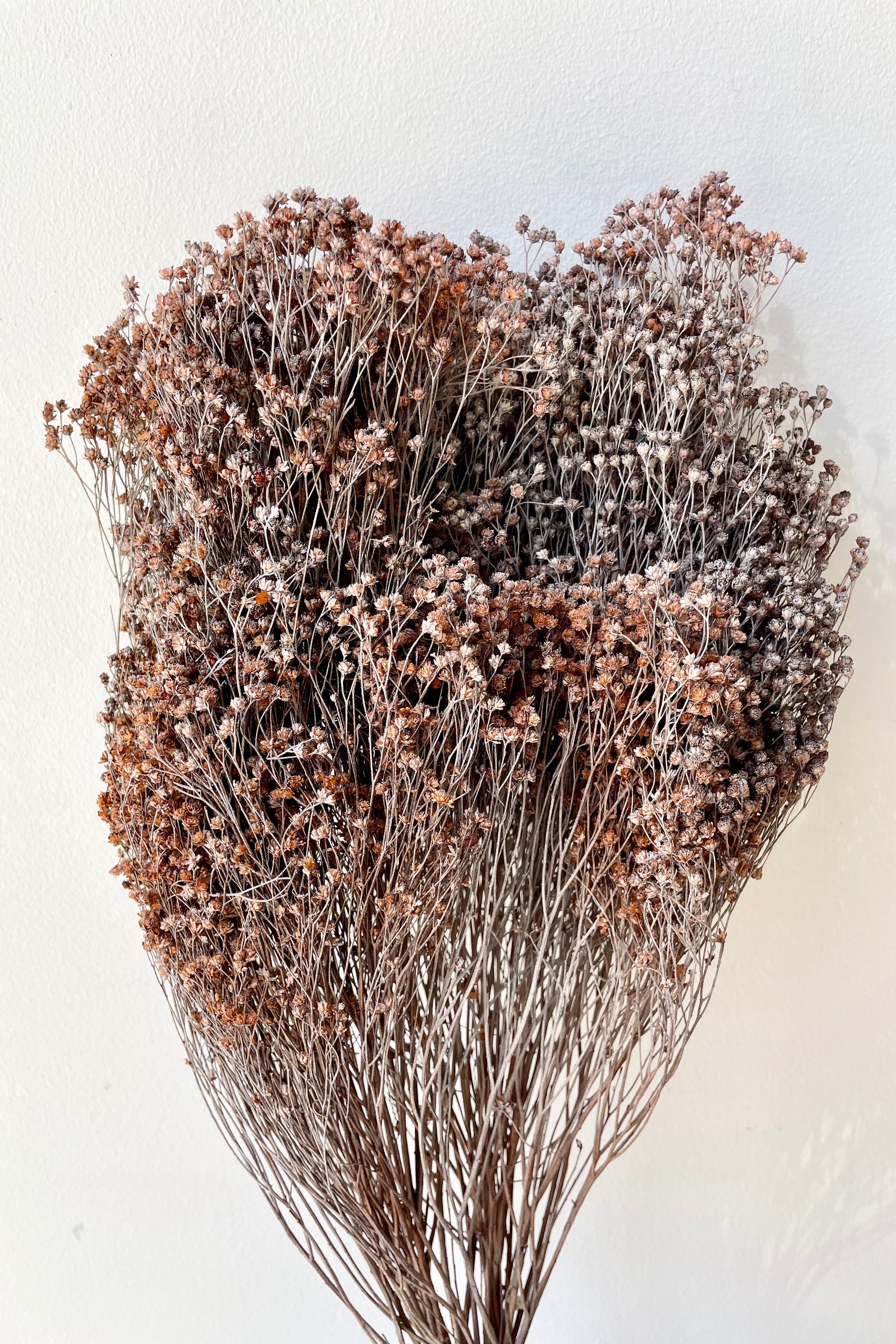 Brooms preserved in a dusty rust color bunch against a white wall.