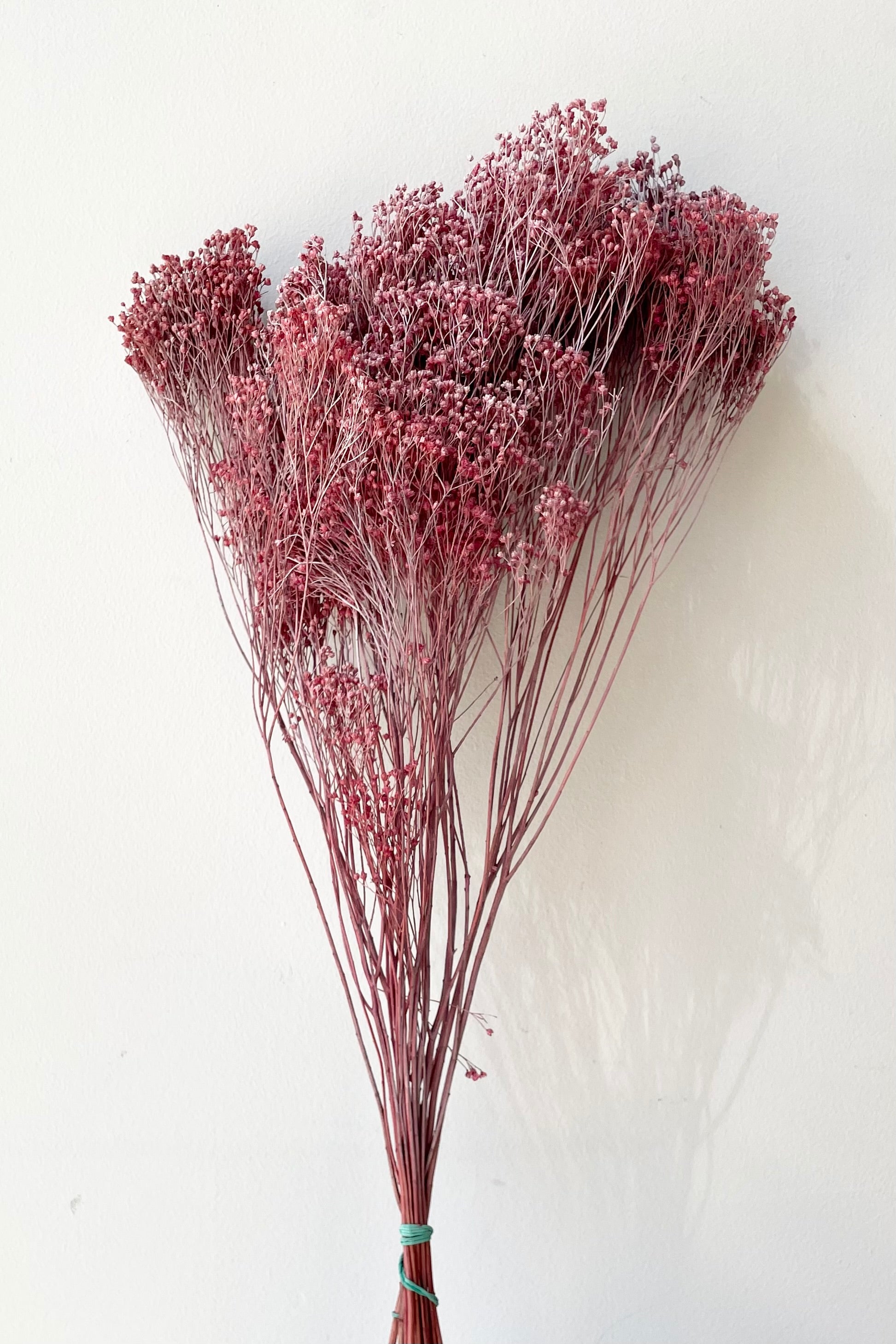 A bunch of preserved Brooms in a dusty antique rose color against a white wall.