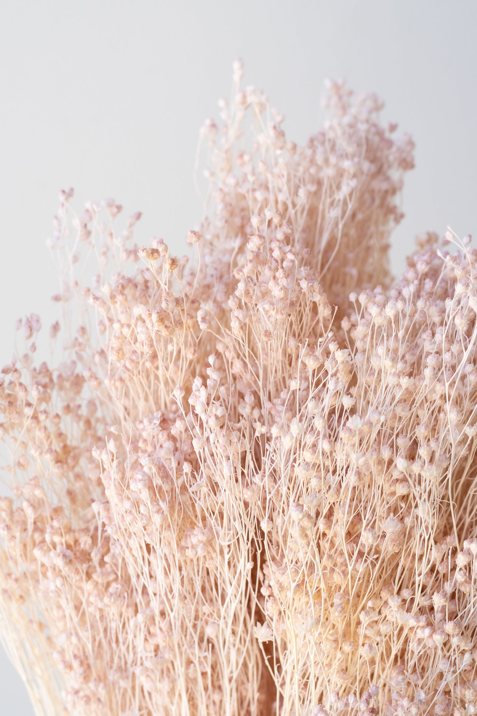 Close up of Brooms Pale Dark Pink Pastel Preserved Bunch detail