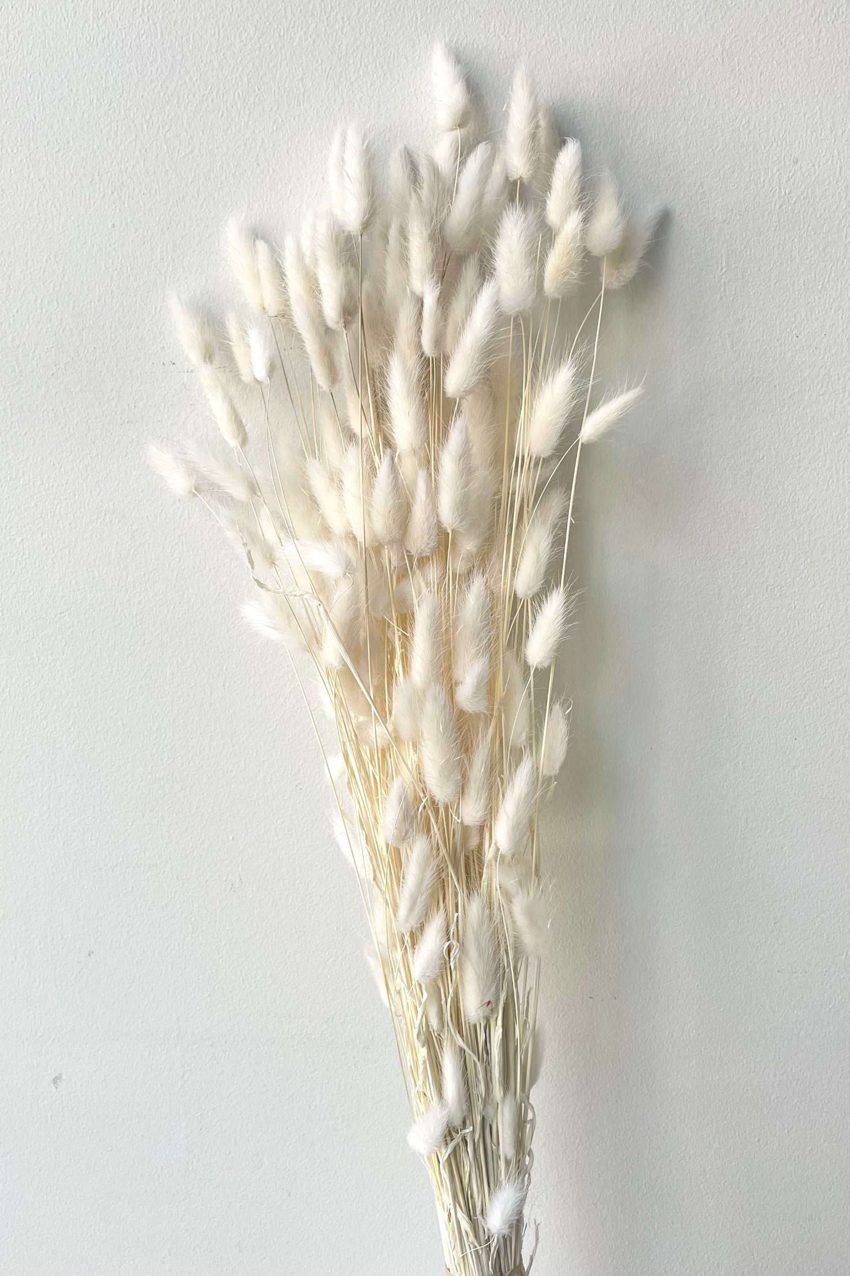A frontal view of a bunch of Lagurus Bleached Pastel Preserved floral against a white backdrop ©Sprout Home