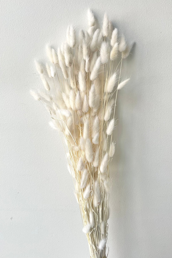 A frontal view of a bunch of Lagurus Bleached Pastel Preserved floral against a white backdrop