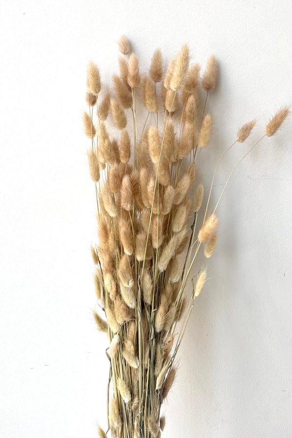 A full view of Lagurus Natural Color Preserved Bunch against white backdrop