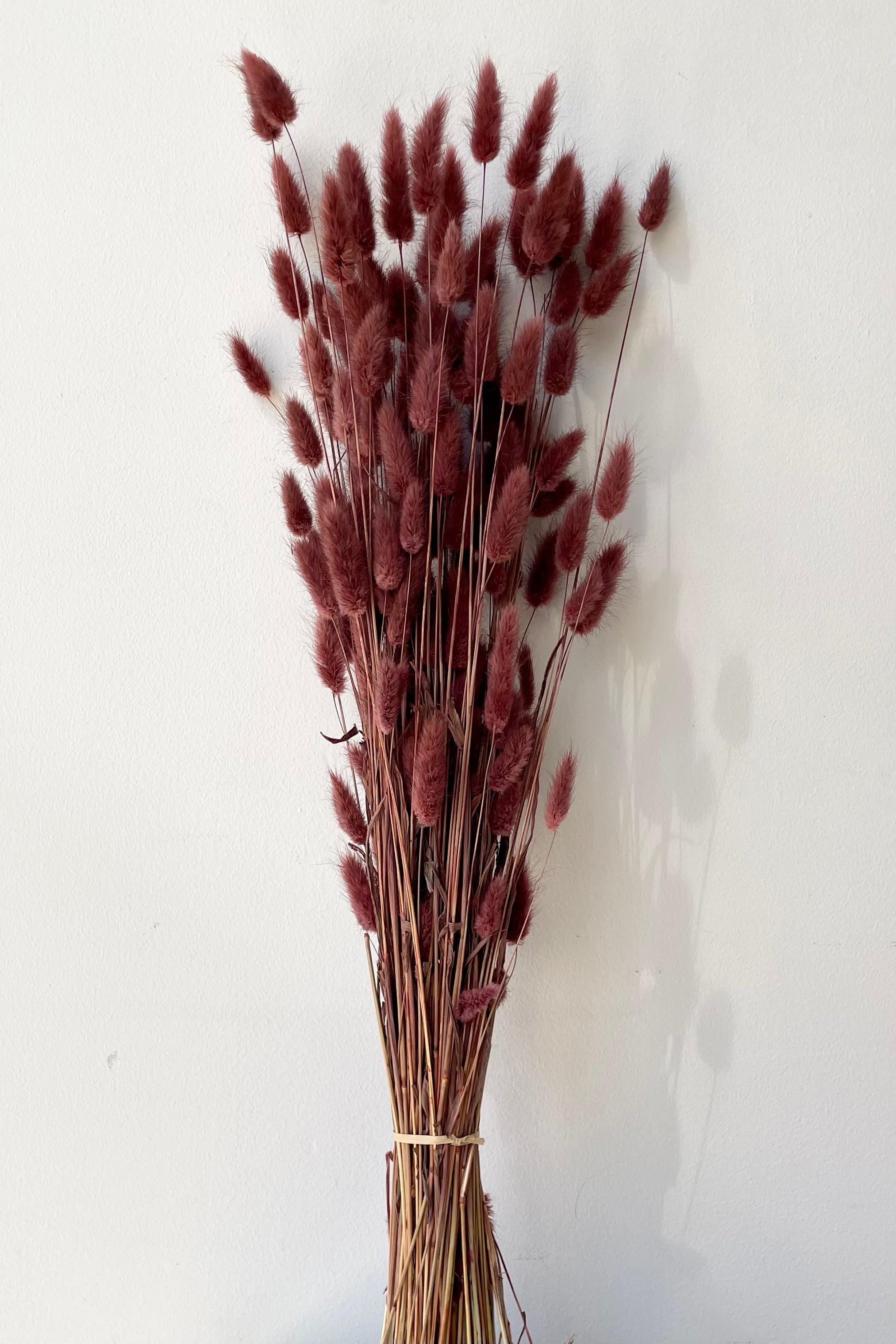 a bundle of soft mauve bunny tail Lagurus to soften any arrangement.