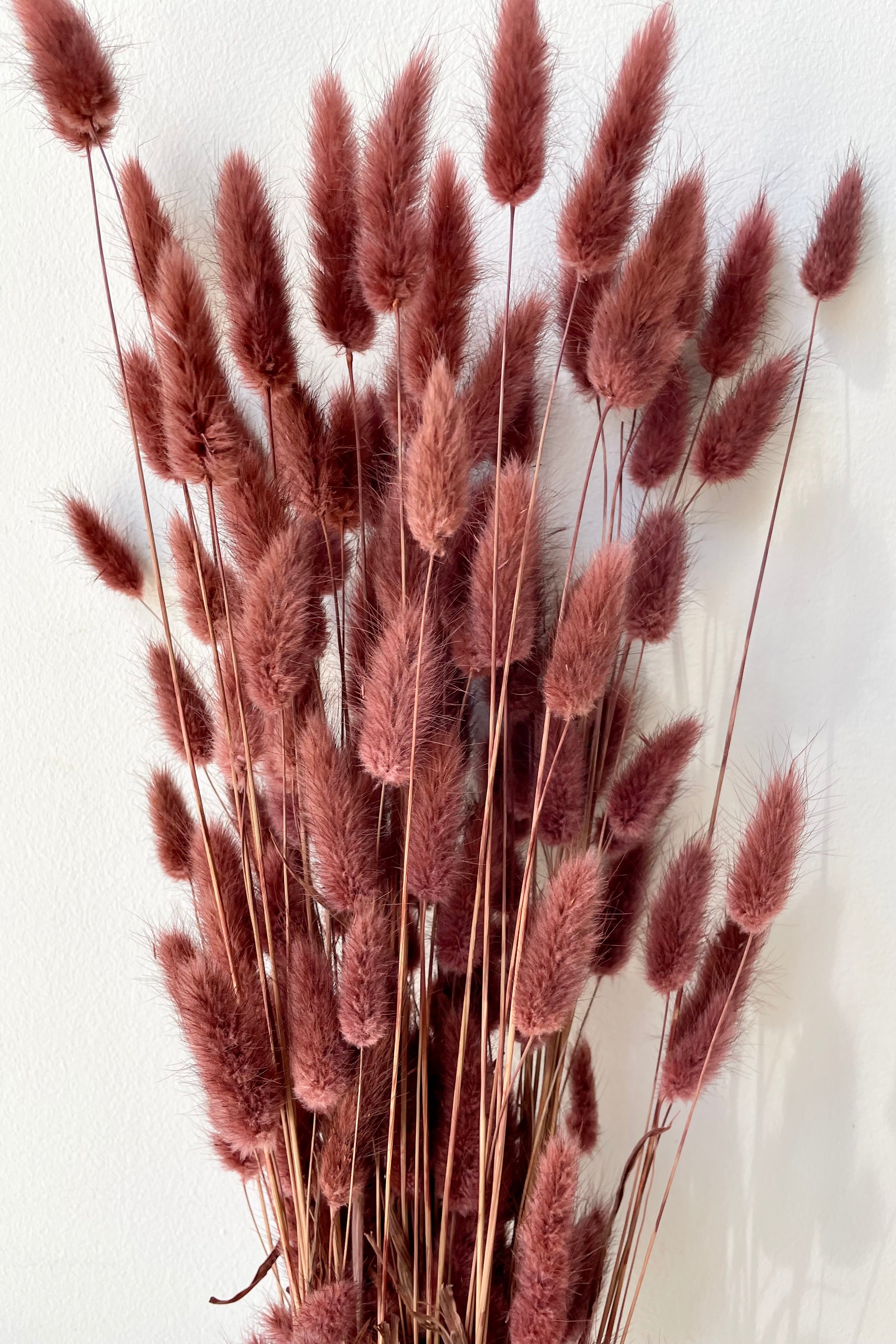 A bunch of Lagurus Mauve Color preserved bunny tails against a white wall.