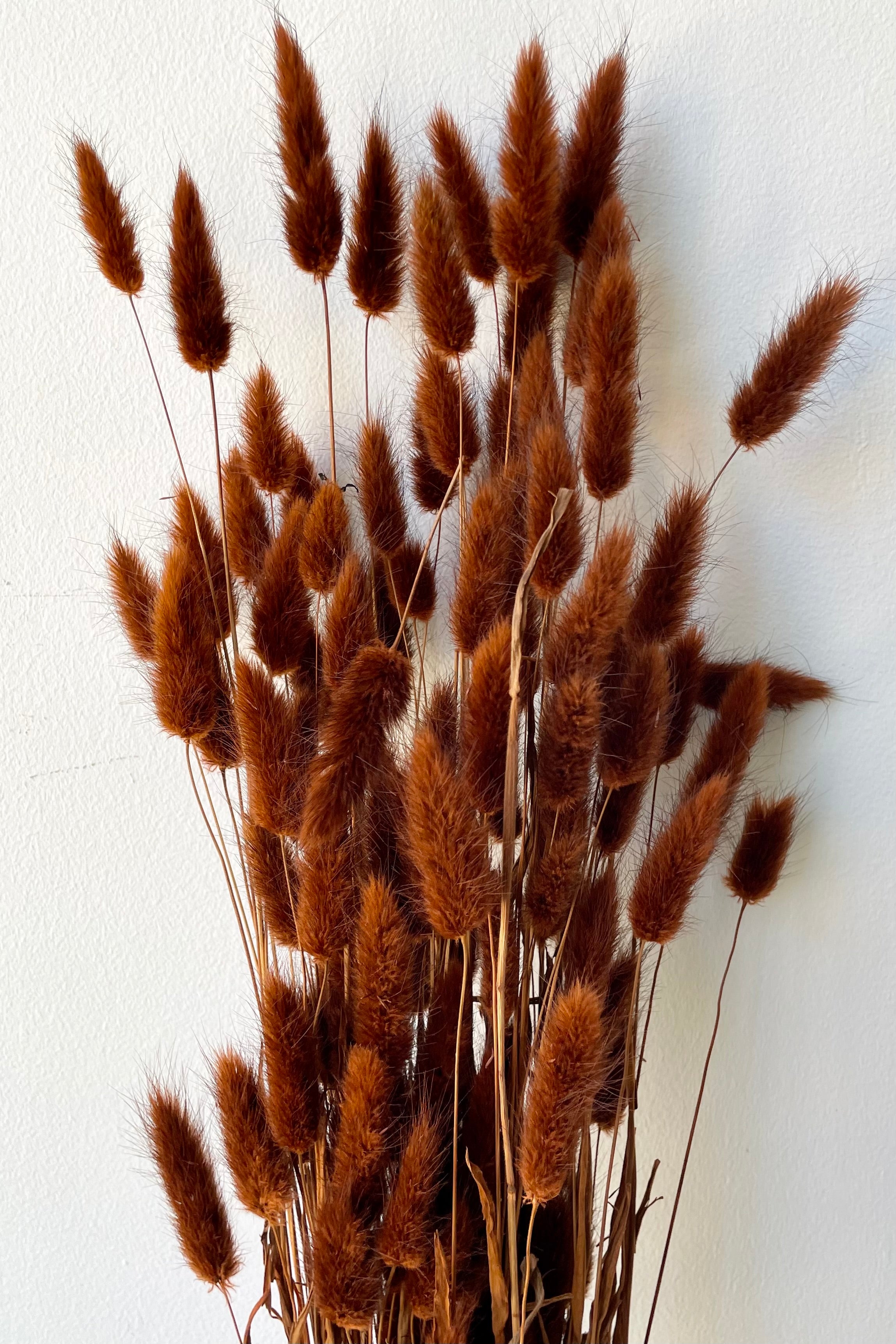 Dyed brown preserved Lagurus against a white wall at Sprout Home.
