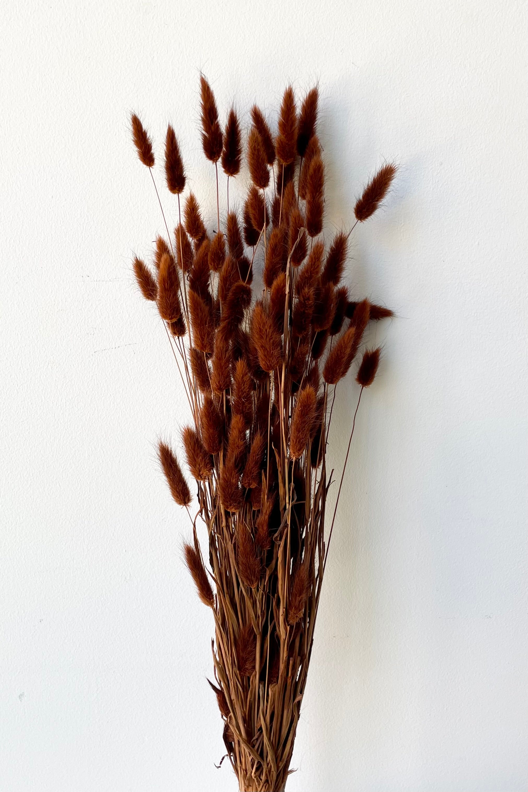 Lagurus Warm Brown Color Preserved Bunch – Sprout Home