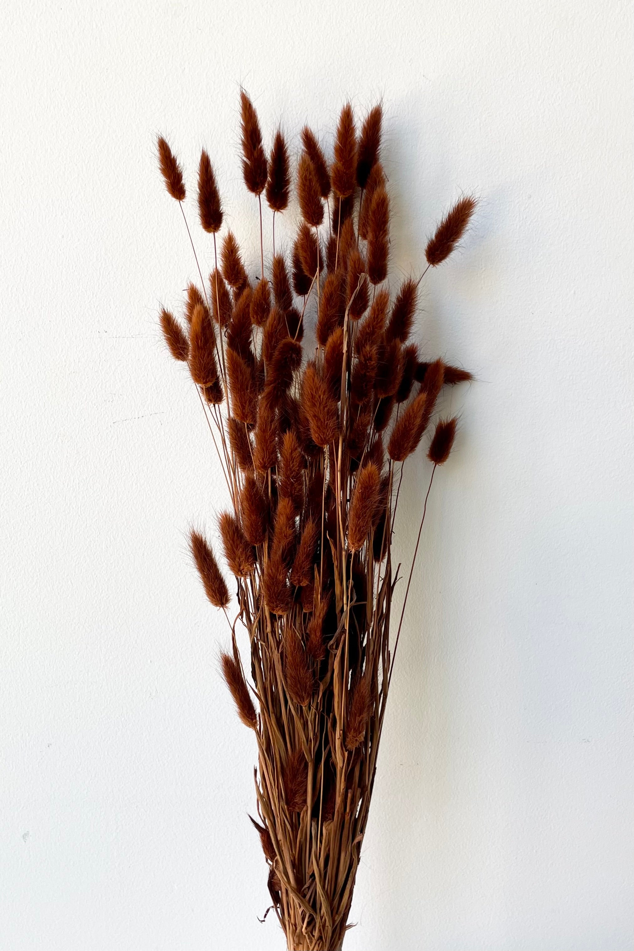 A bunch of Lagurus bunny tail that has been preserved and dyed a warm brown color for sale at Sprout Home.