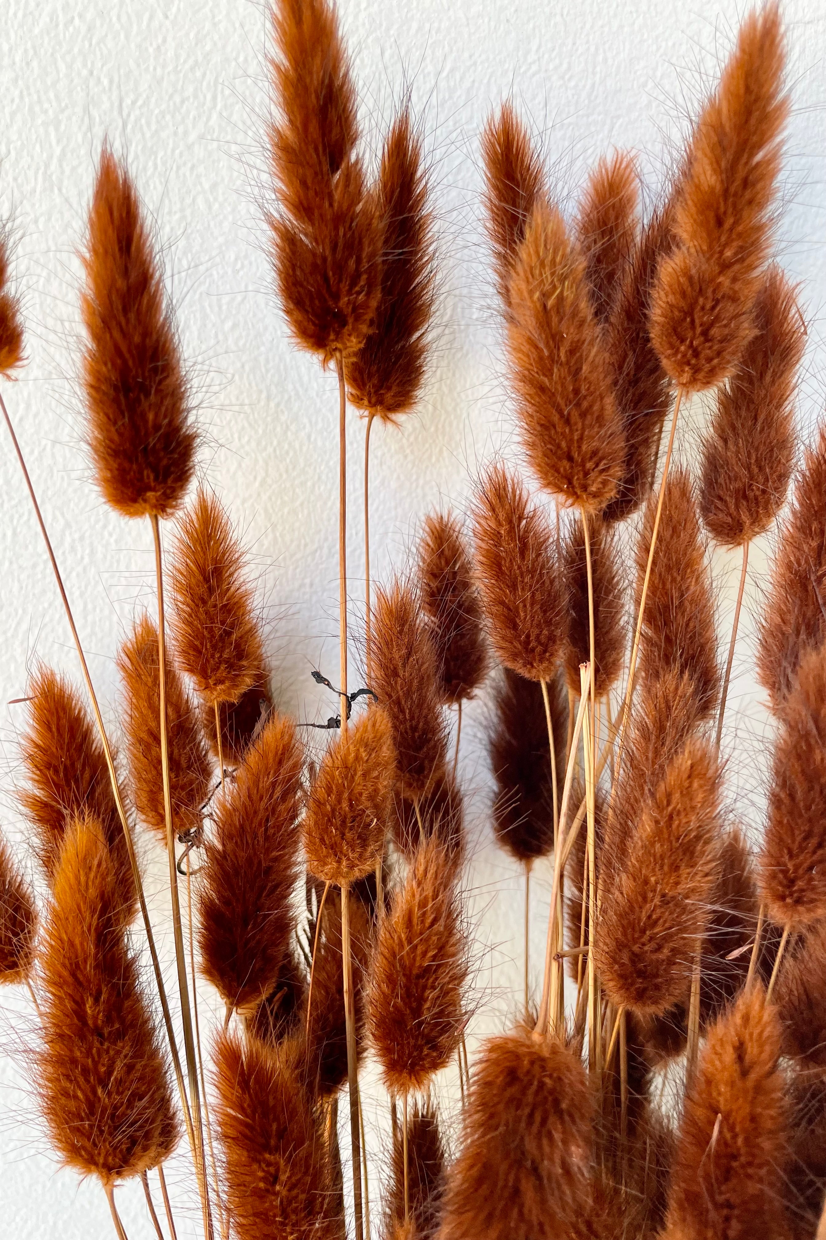 Detail picture of the fuzzy bunny tails of the preserved Lagurus in a warm brown color.