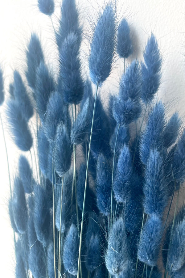 A detailed view of Lagurus Indigo Color Preserved Bunch against white backdrop