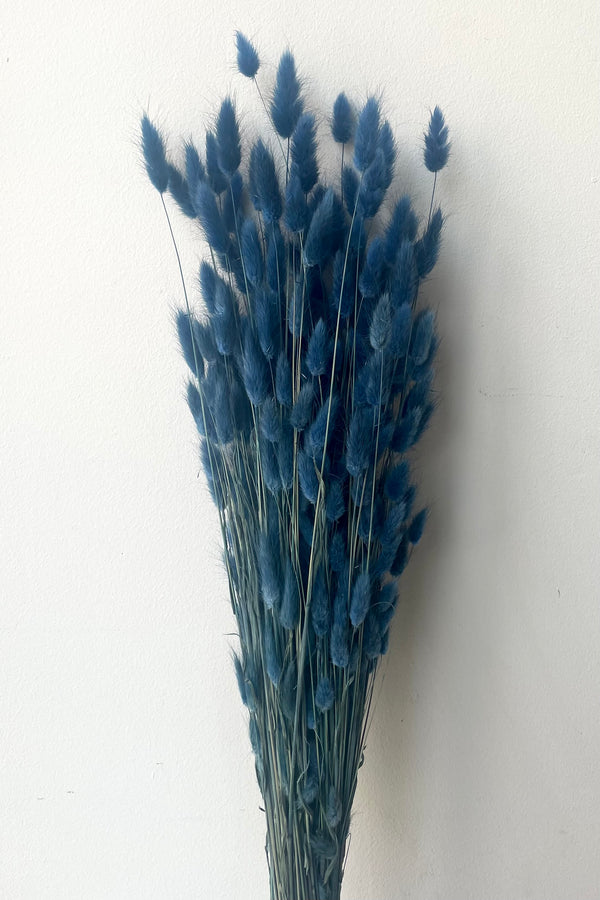 A full view of Lagurus Indigo Color Preserved Bunch against white backdrop