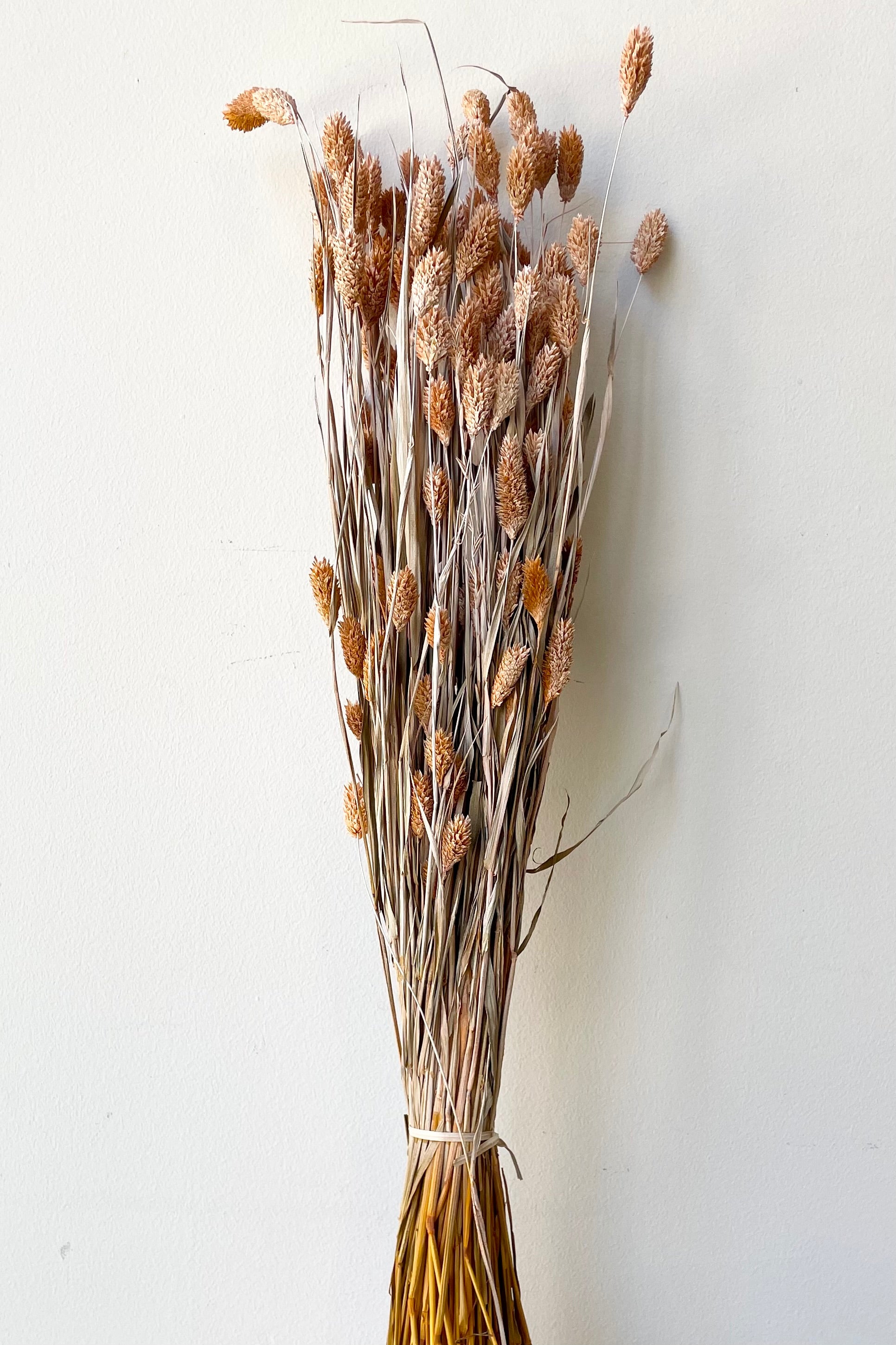 Preserved Phalaris in a dusty orange color in a bunch against a white wall.