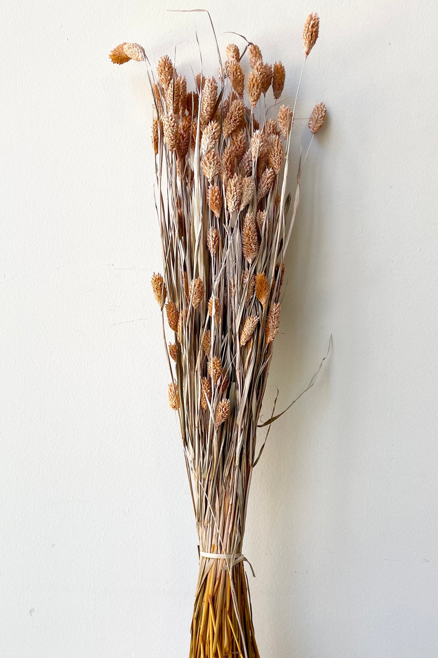 Preserved Phalaris in a dusty orange color in a bunch against a white wall. ©Sprout Home