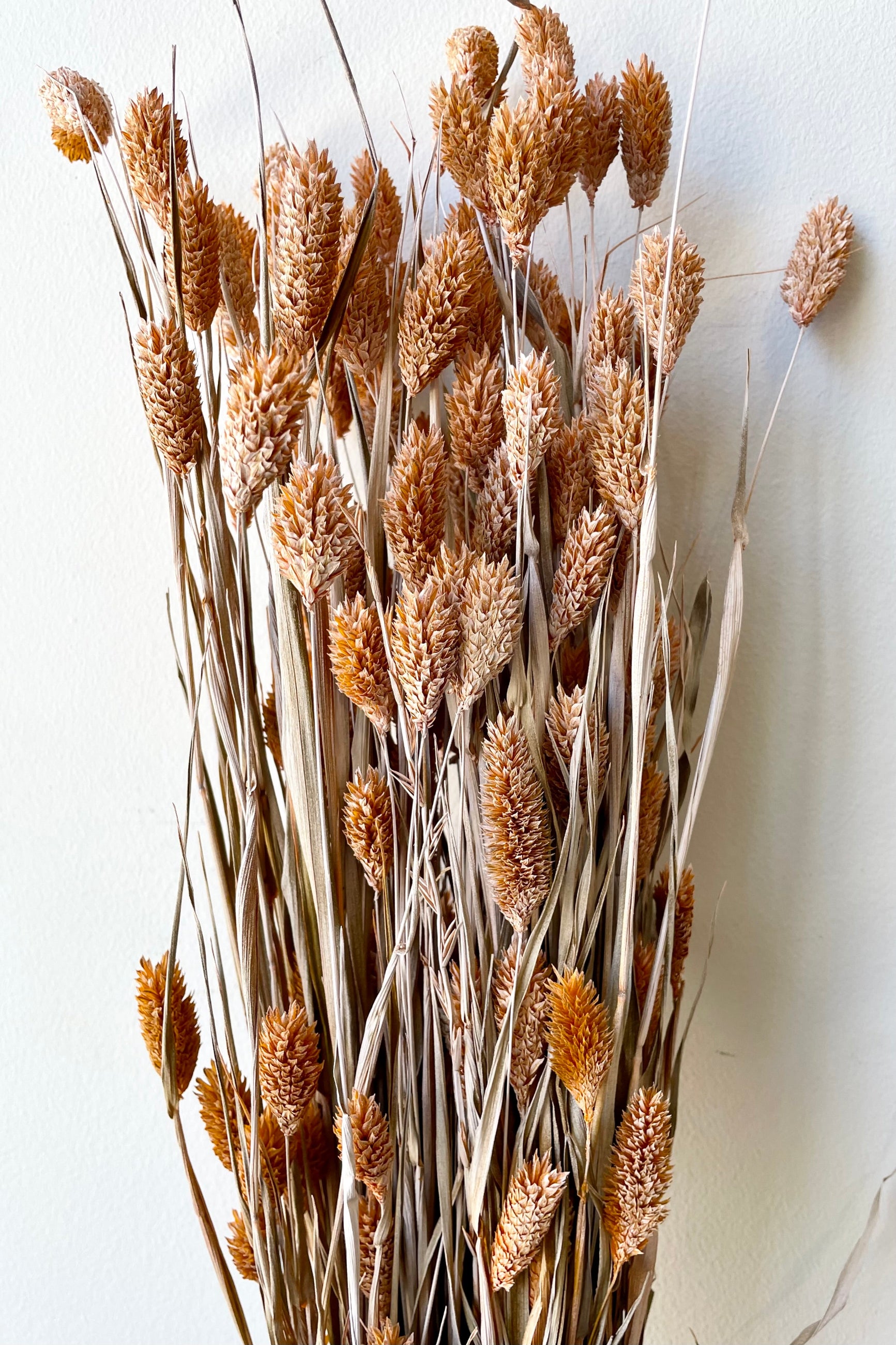 Dusty orange preserved Phalaris in a bunch showing the subtle brown tan and peach colors. ©Sprout Home