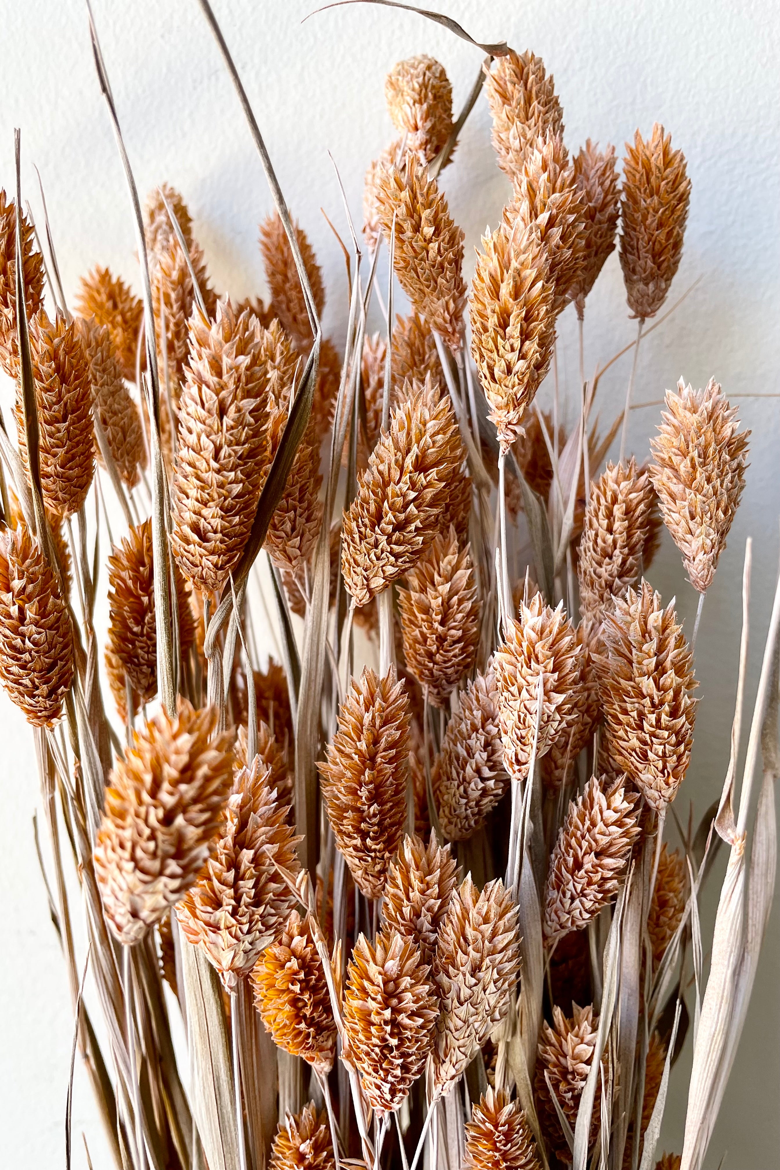 Phalaris preserved in a dusty orange color showing the grass like blooms.