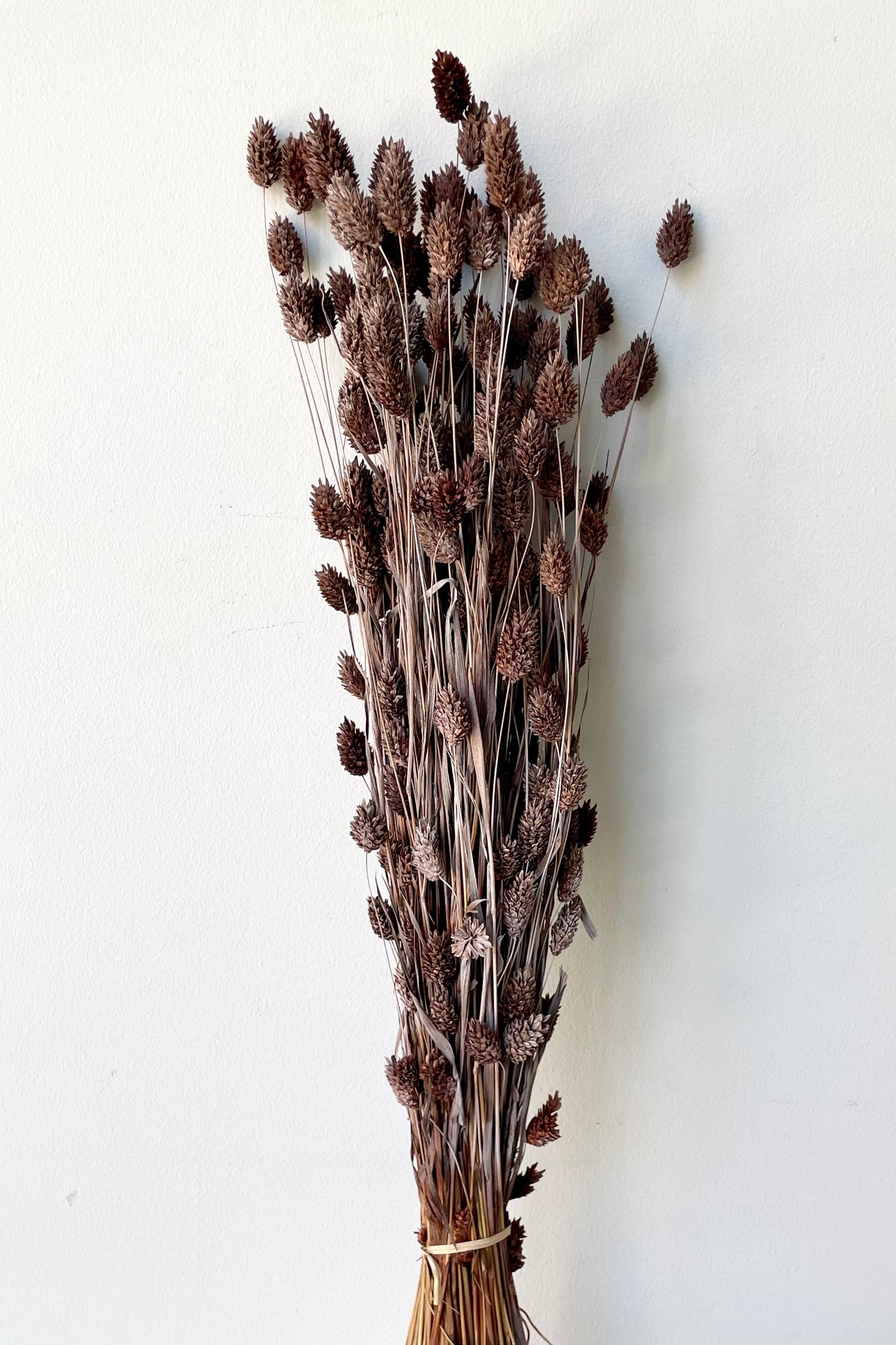 A bunch of preserved and dyed dusty brown Pharlaris against a white wall.