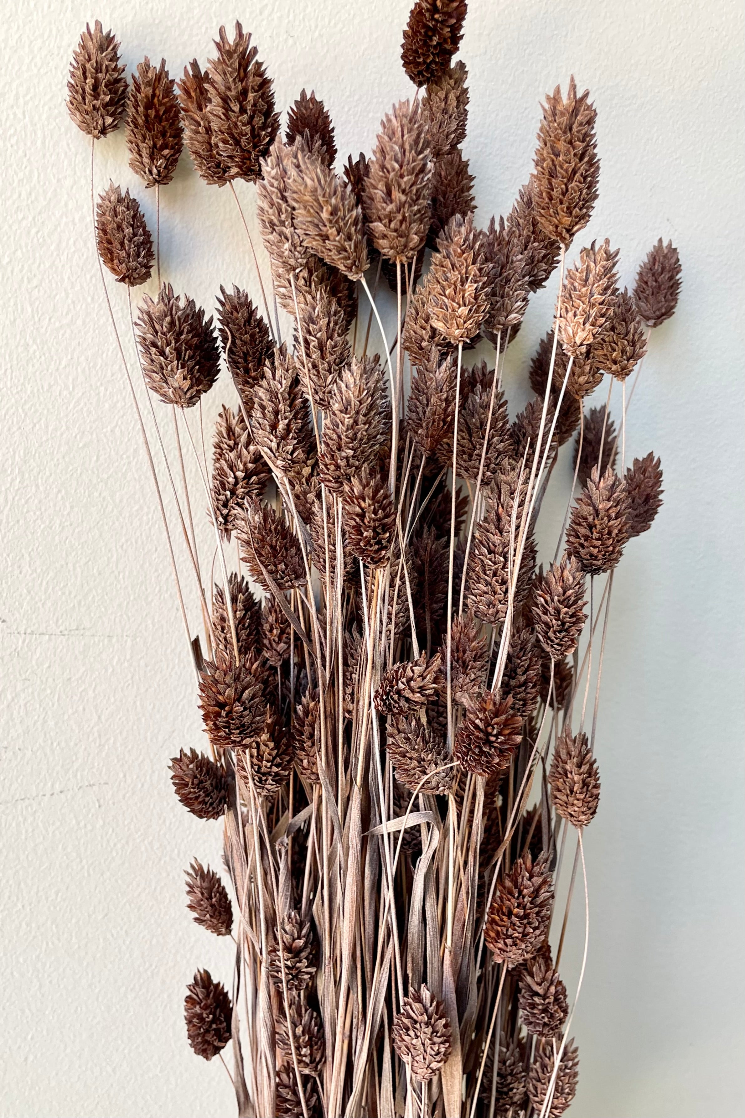 A bunch of preserved Phalaris in a dusty brown color against a white wall.