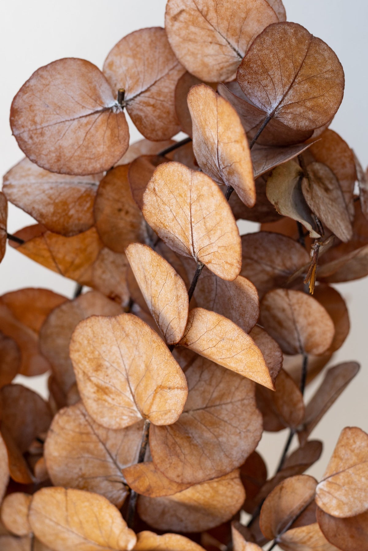 Close up of Eucalyptus Spiral Rust Color Preserved Bunch ©Sprout Home