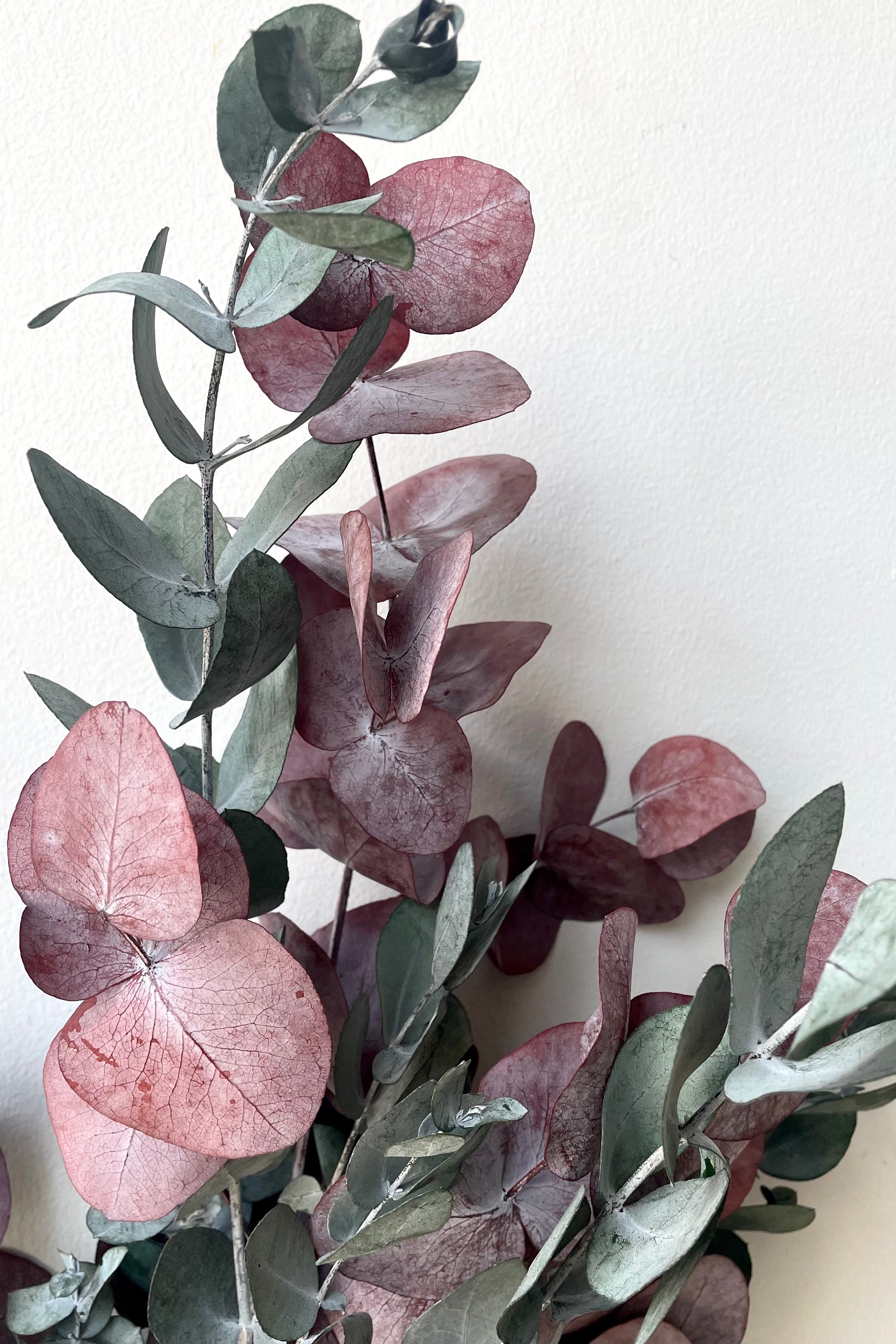 A detailed view of Eucalyptus Spiral Mocha Color Preserved Bunch variation against white backdrop