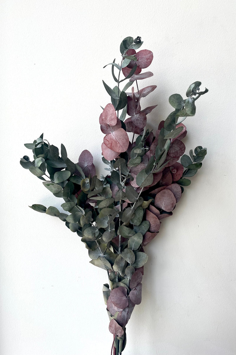 A full view of variation of Eucalyptus Spiral Mocha Color Preserved Bunch against white backdrop