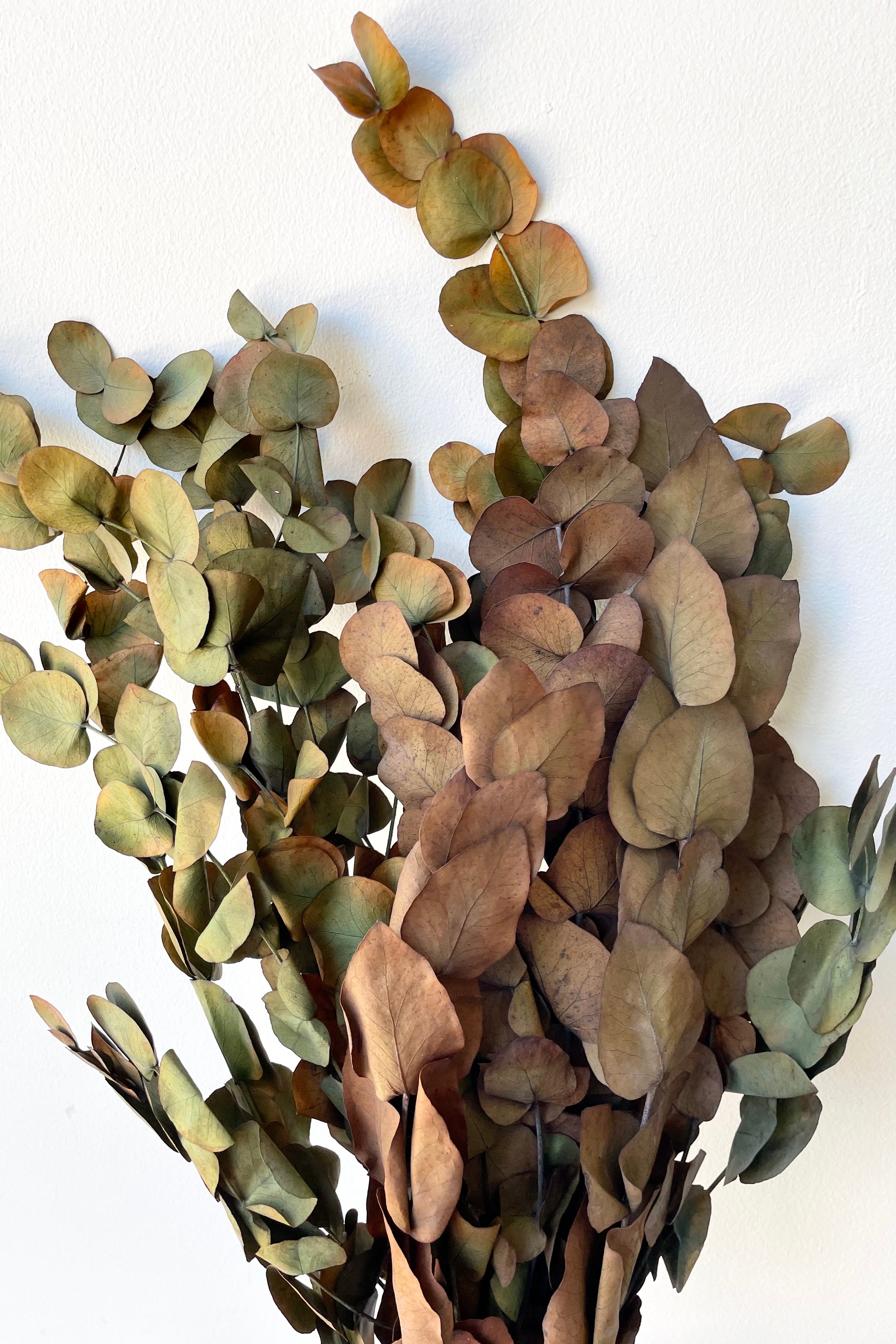 A frontal view of a bunch of Eucalyptus Vintage Spiral Deep Rust Color Preserved floral against a white backdrop