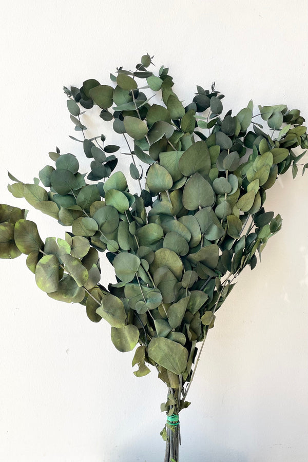 A bunch of preserved Eucalyptus vintage spiral green color against a white wall. 