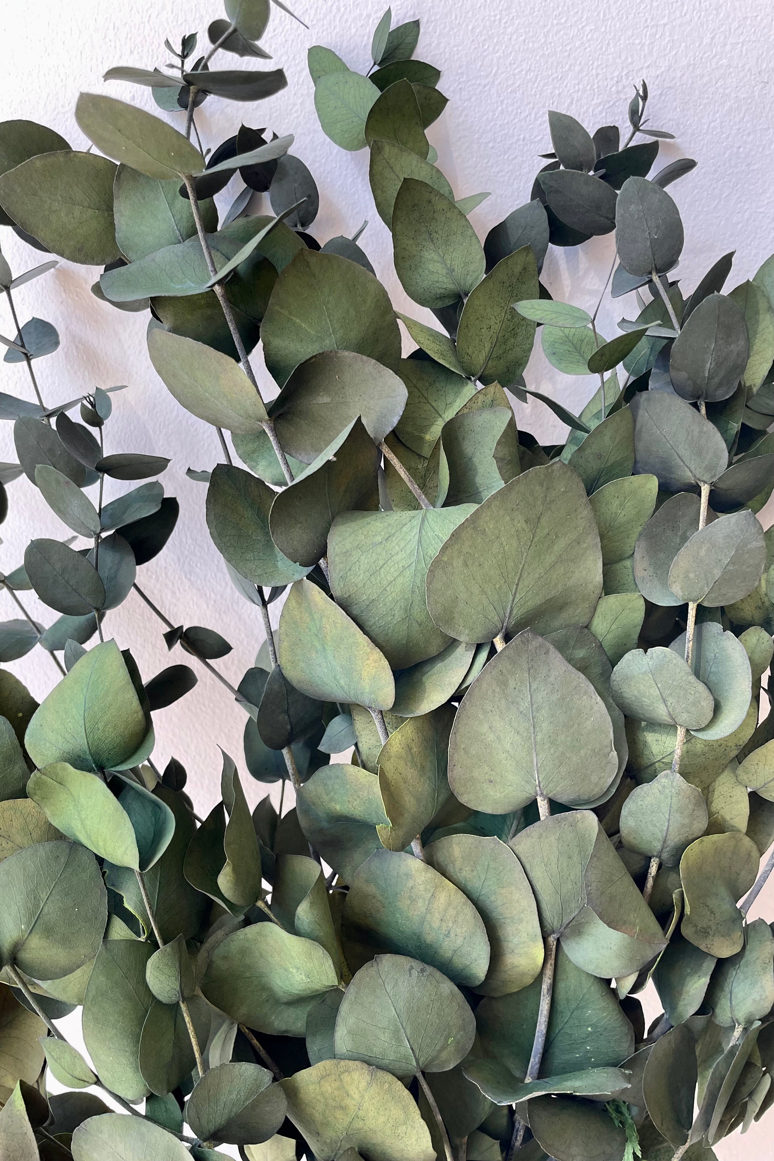 A detail picture of the round leaves of preserved spiral Eucalyptus in a vintage green color.