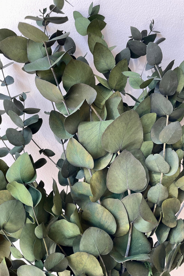 A detail picture of the round leaves of preserved spiral Eucalyptus in a vintage green color. 