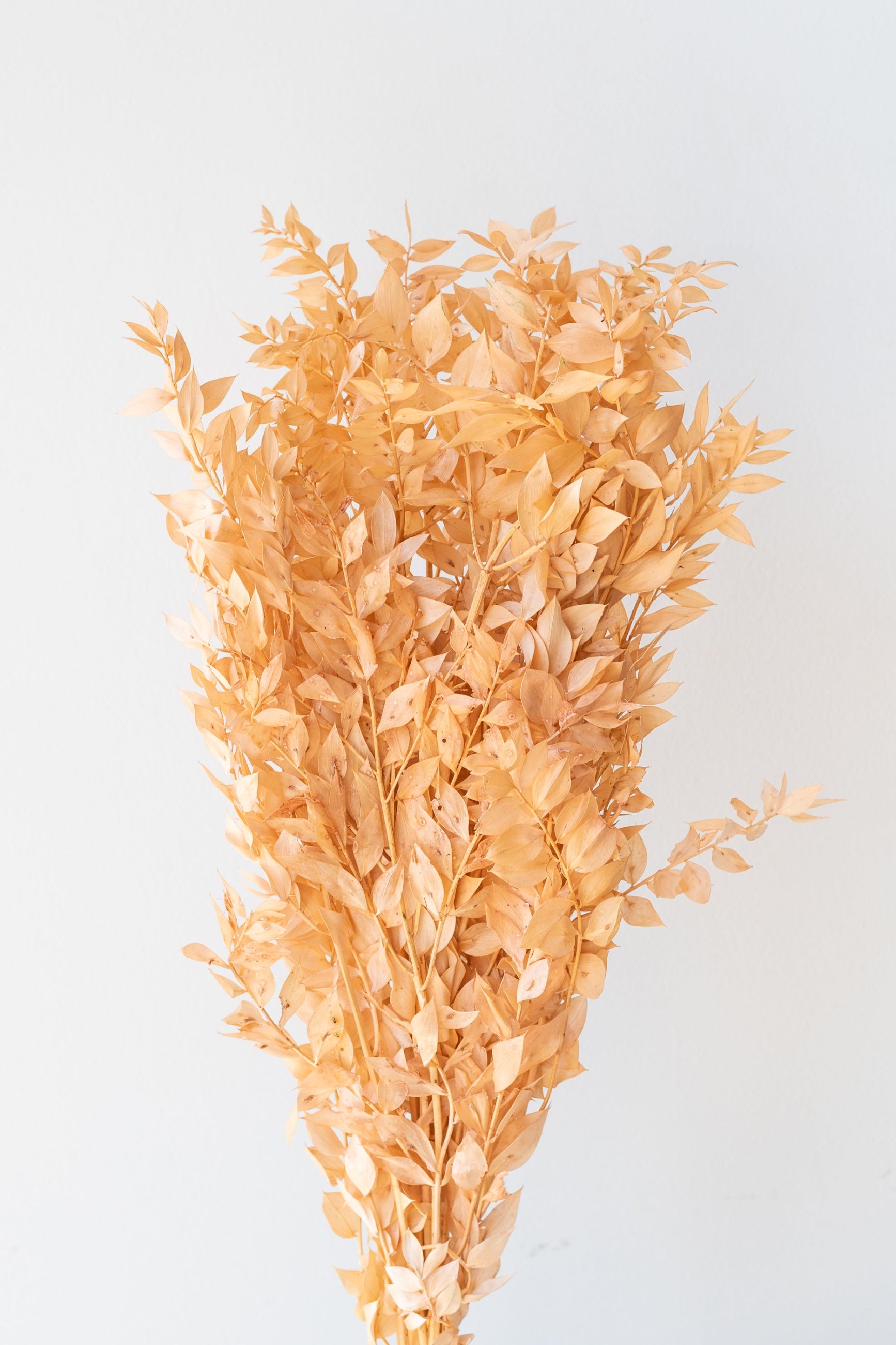 Ruscus Peach Pastel Preserved Bunch in front of white background ©Sprout Home