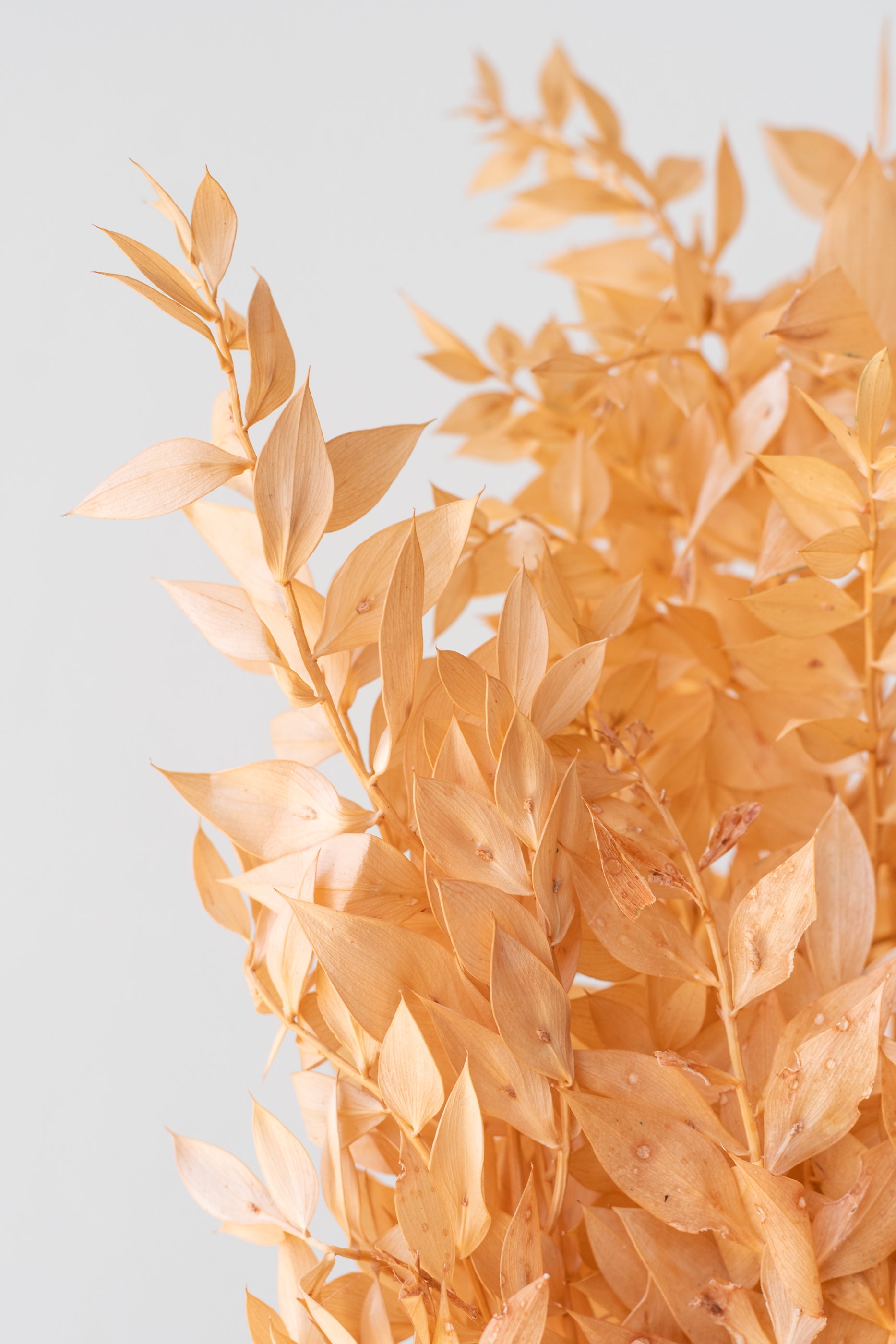 Close up of Ruscus Peach Pastel Preserved Bunch in front of white background