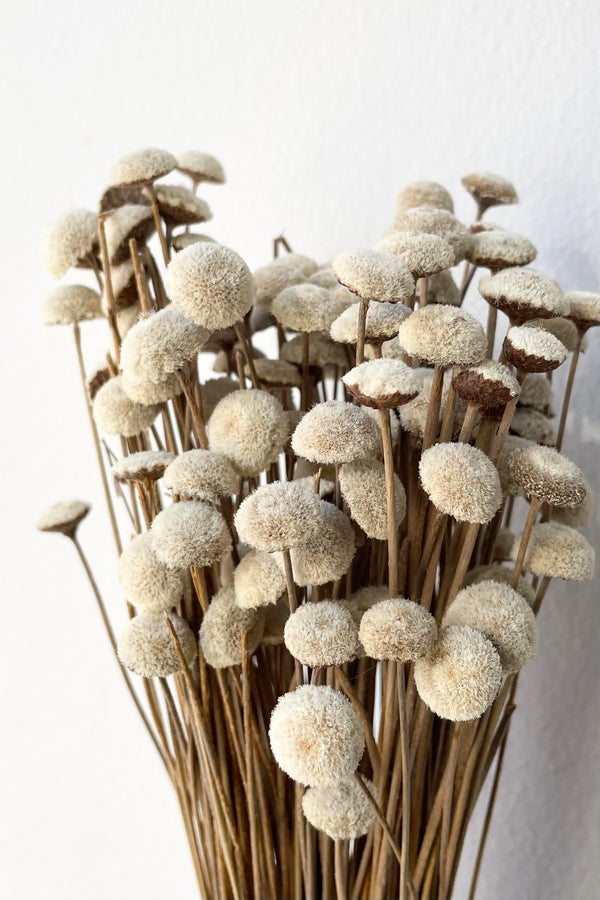 A detailed look at the Botao Natural Preserved Bunch.