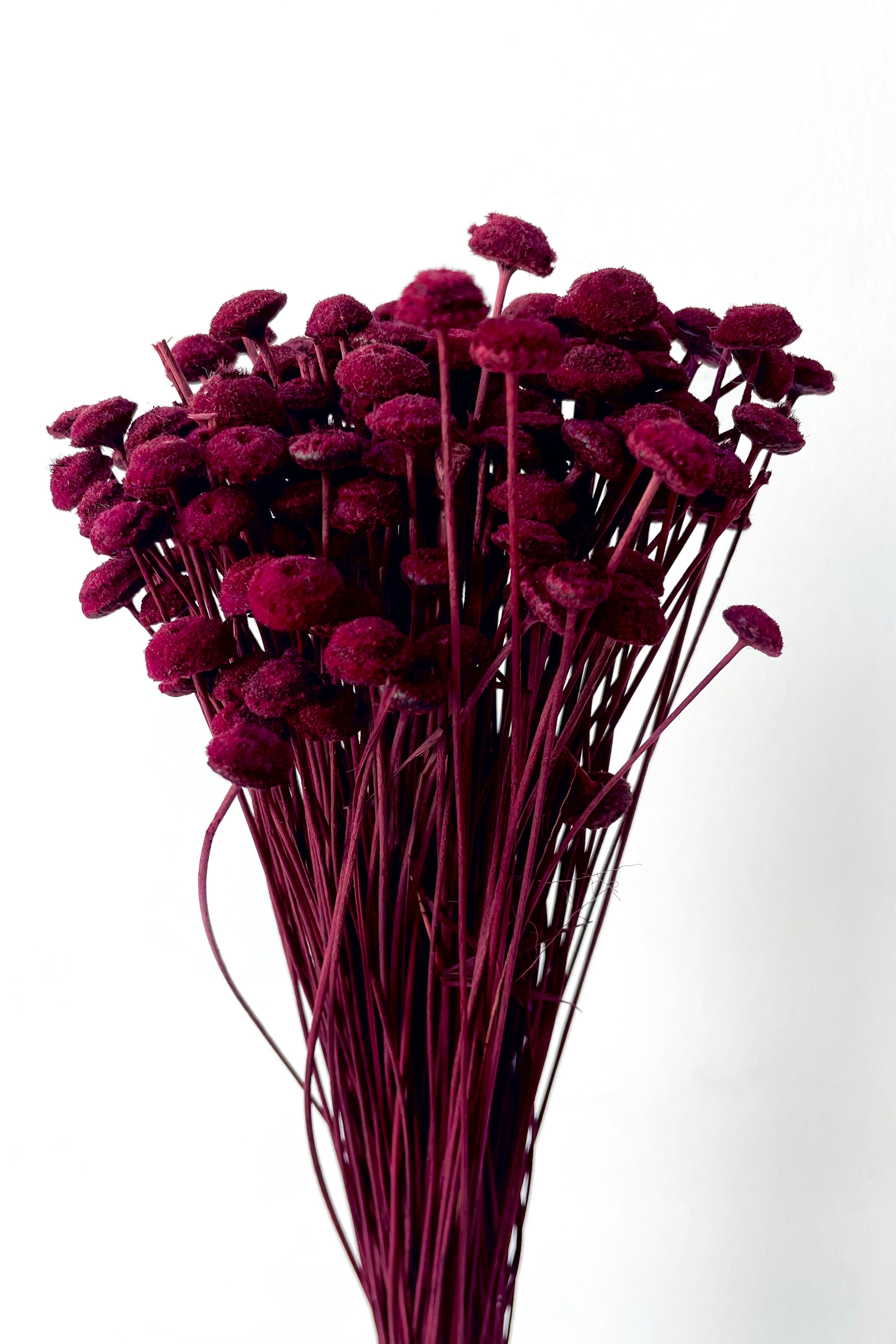 Preserved burgundy Botao flowers against a white wall