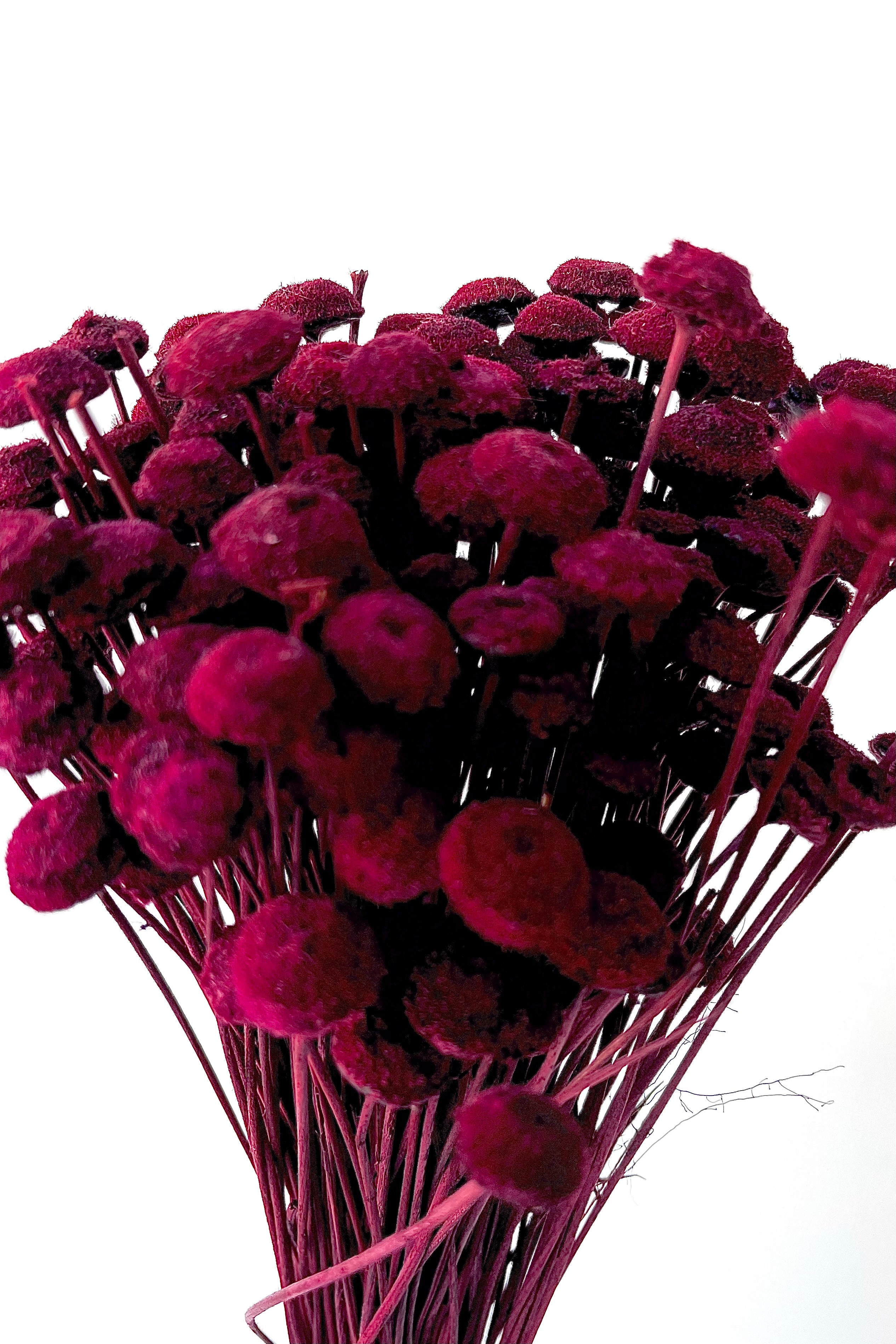Detail picture of the Botao pods that have been preserved and dyed burgundy.