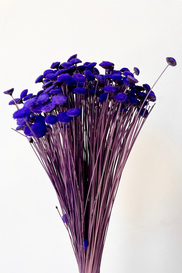 Violet colored preserved Botao bunch against a white wall.