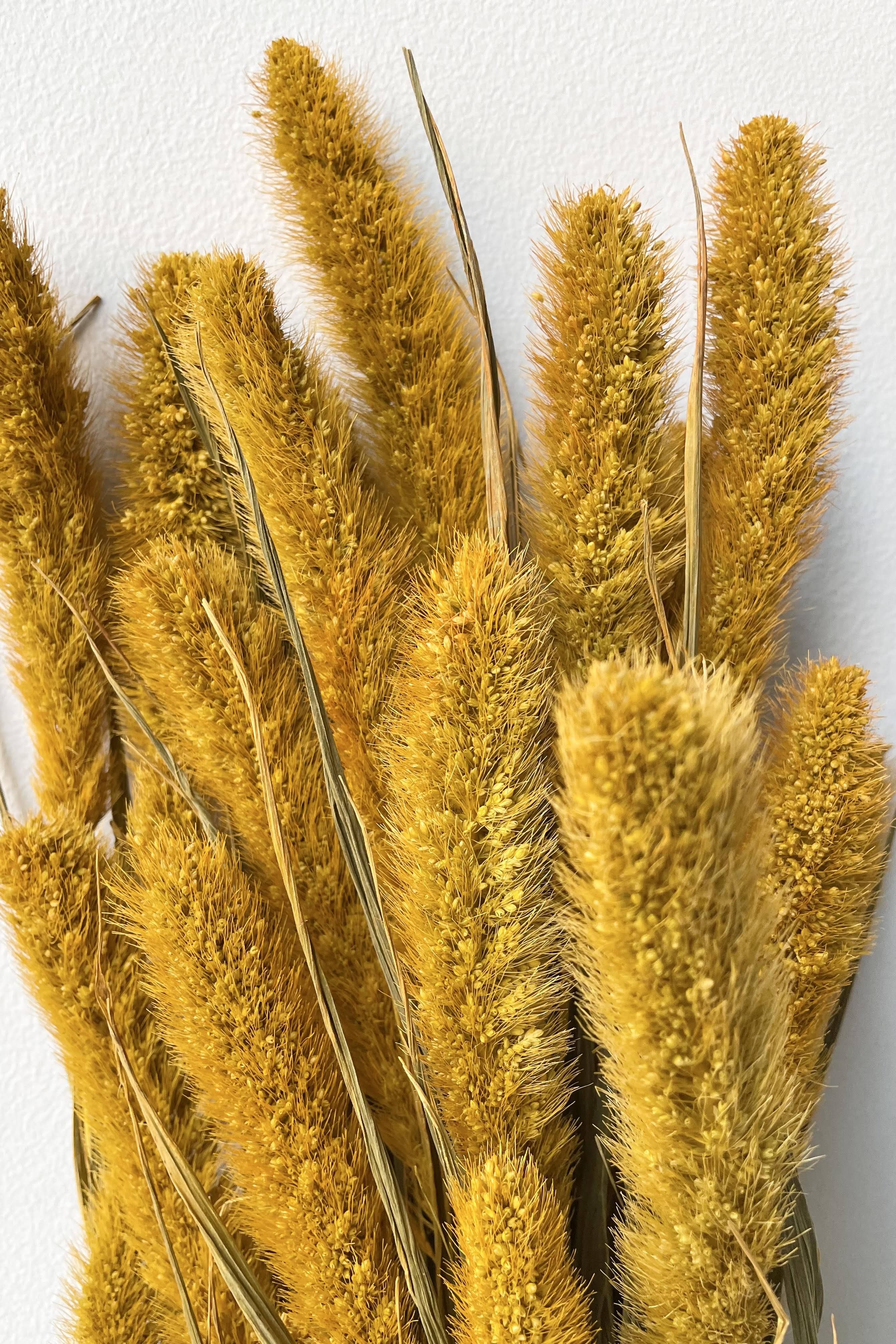 A closeup look at the Setaria Golden Color Preserved Bunch.