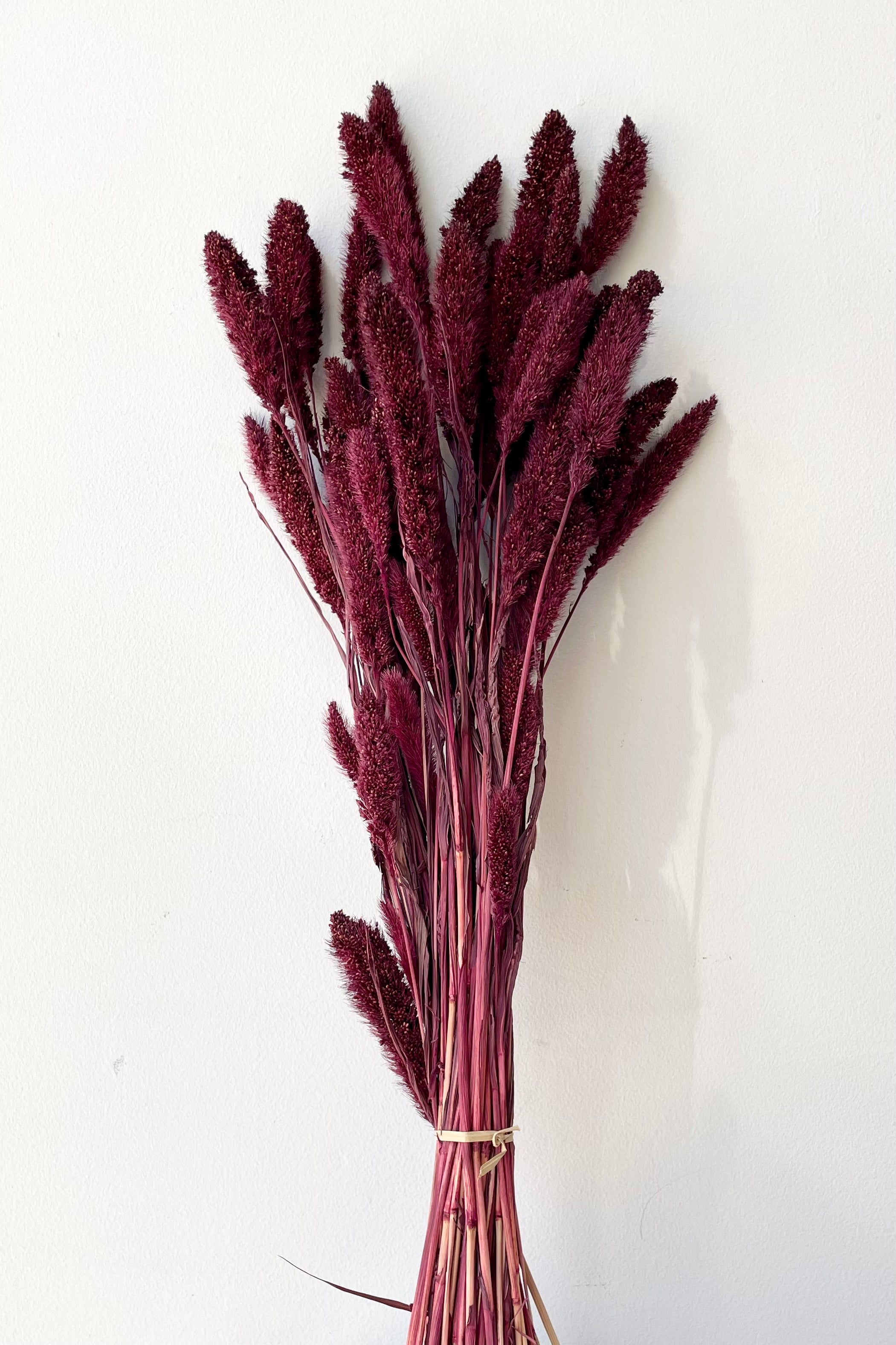 Garnet colored preserved bunch of Setaria against a white wall.