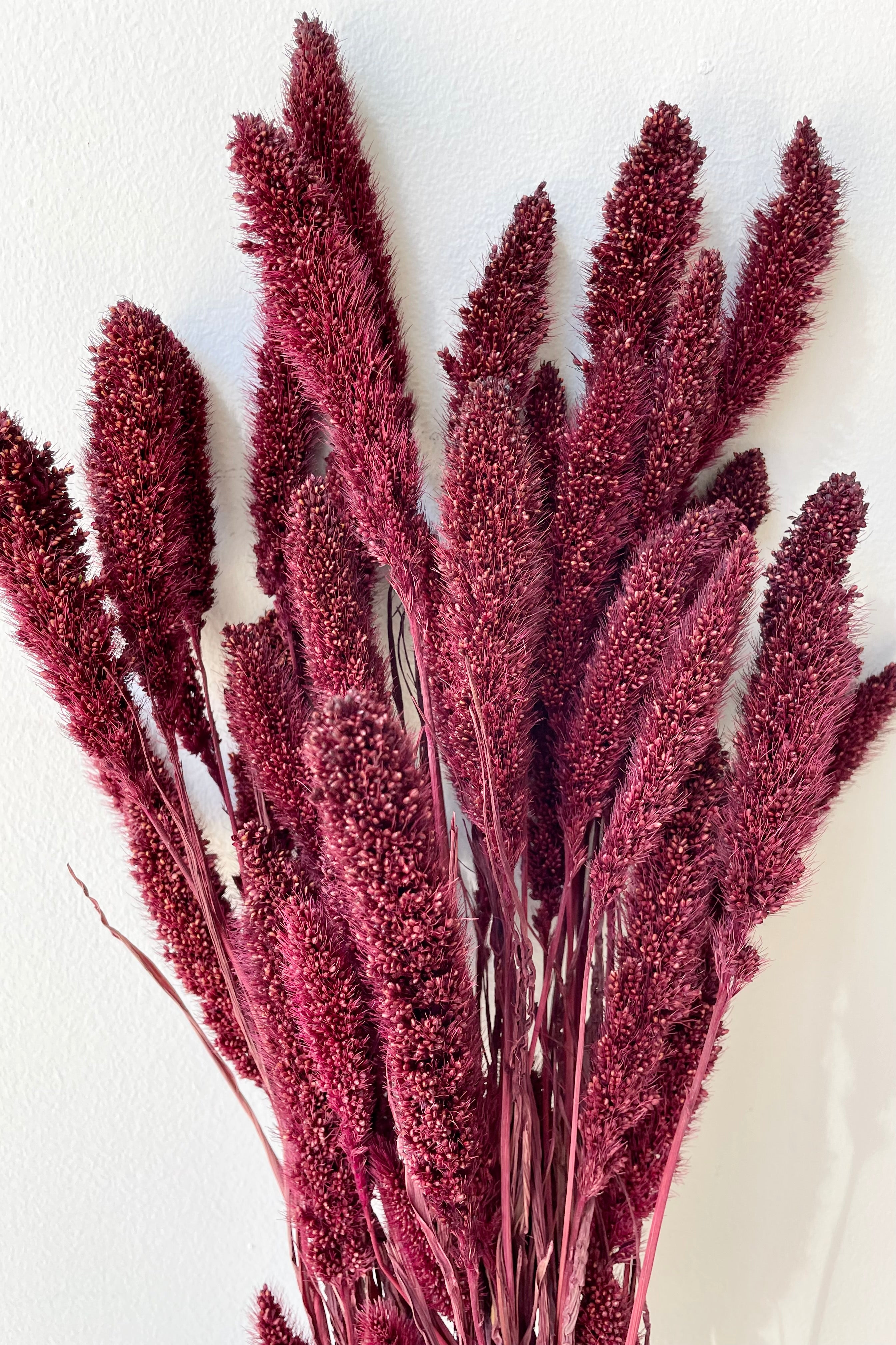 Setaria that has been preserved in a garnet red color against a white wall at Sprout Home.