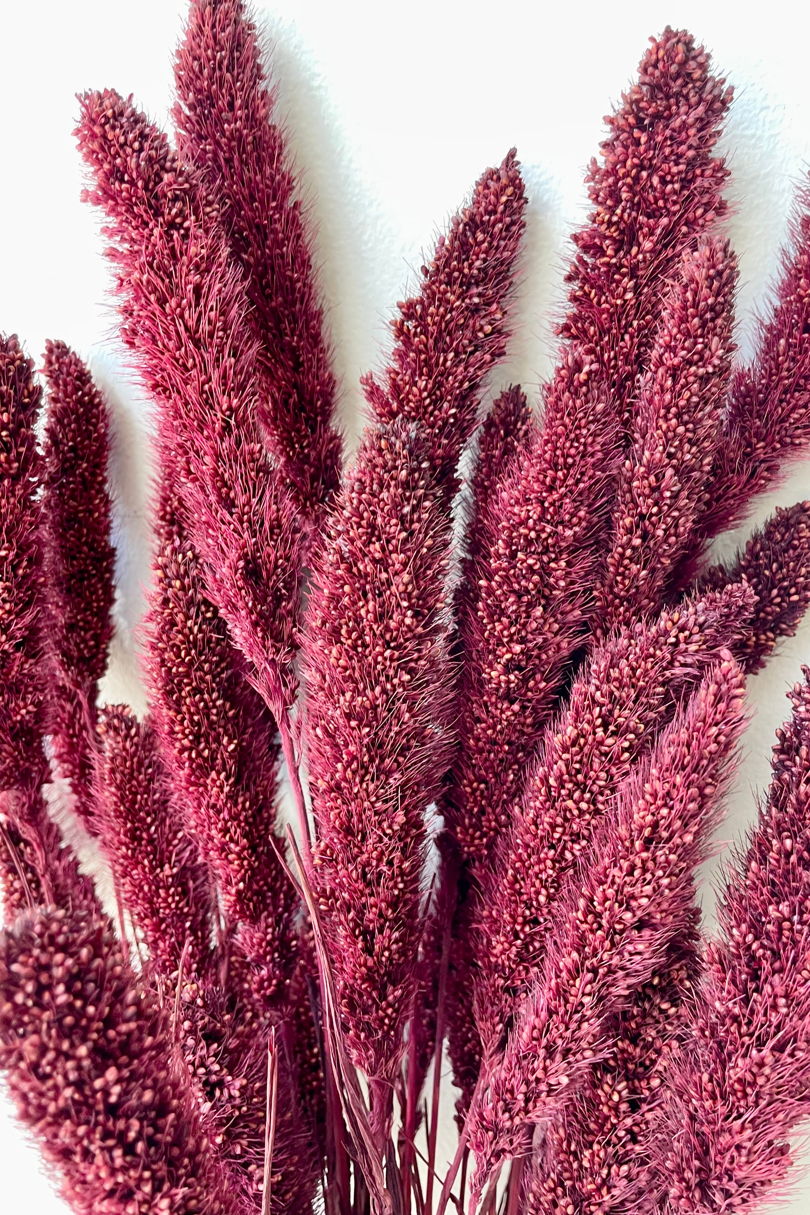 Detail picture of the cute blooms of preserved Setaria bunch dyed a garnet red color.