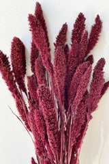 Setaria that has been preserved in a garnet red color against a white wall at Sprout Home. 