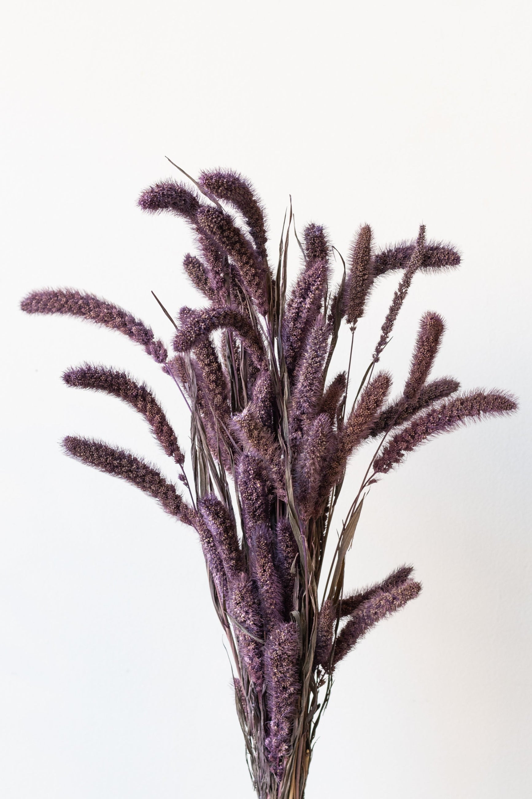 Setaria Plum Color Preserved Bunch in front of white background ©Sprout Home