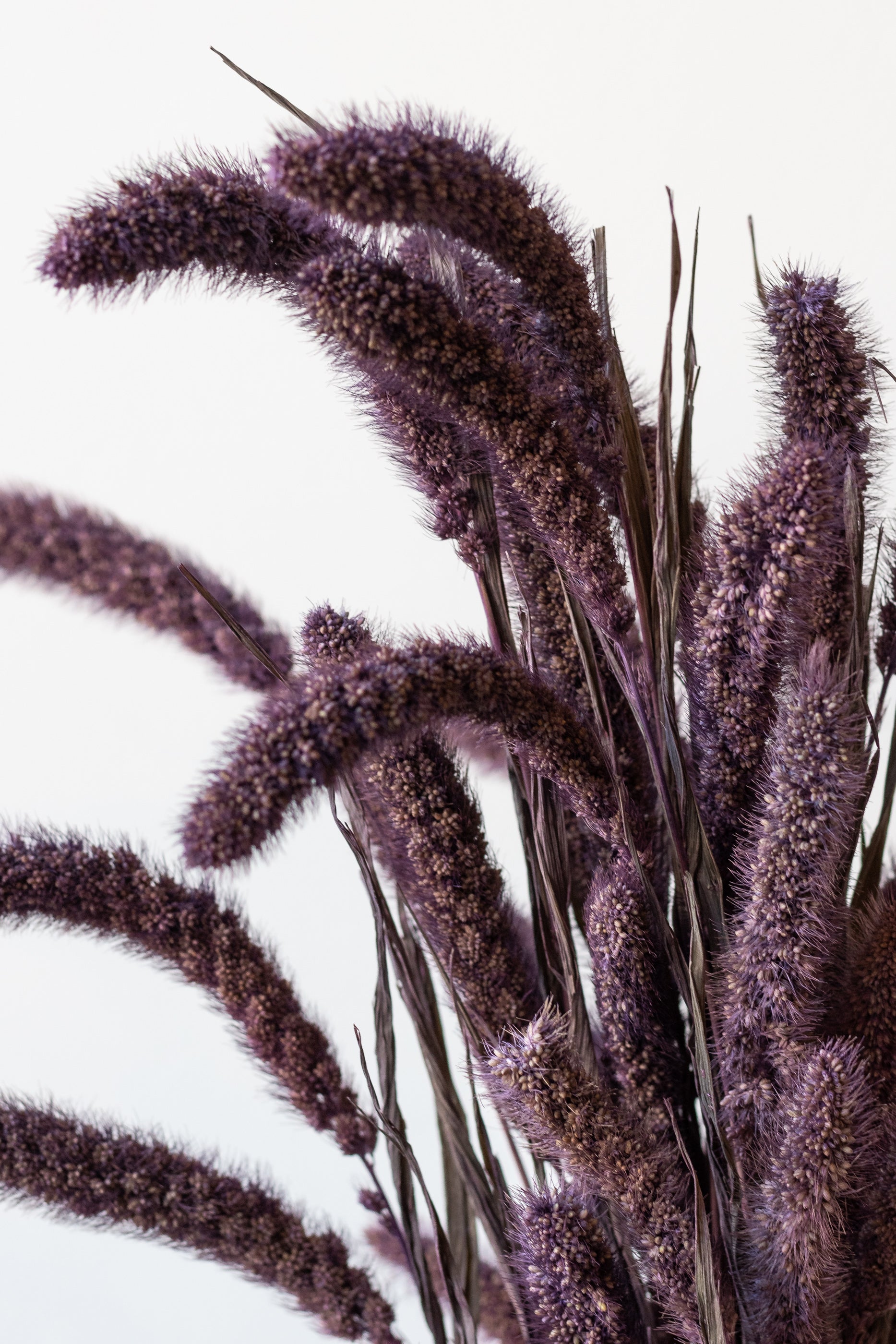Close up of Setaria Plum Color Preserved Bunch in front of white background