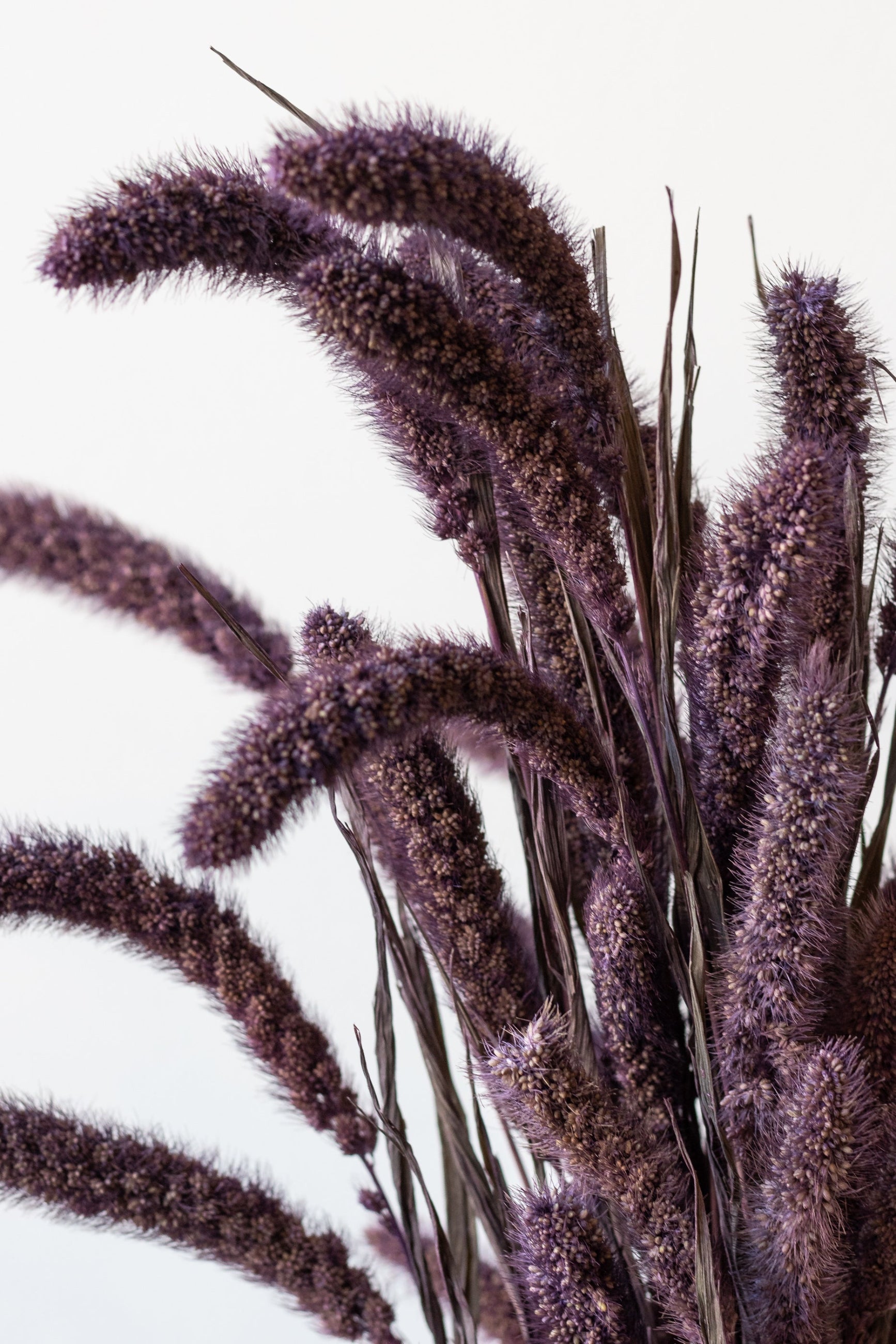 Close up of Setaria Plum Color Preserved Bunch in front of white background ©Sprout Home