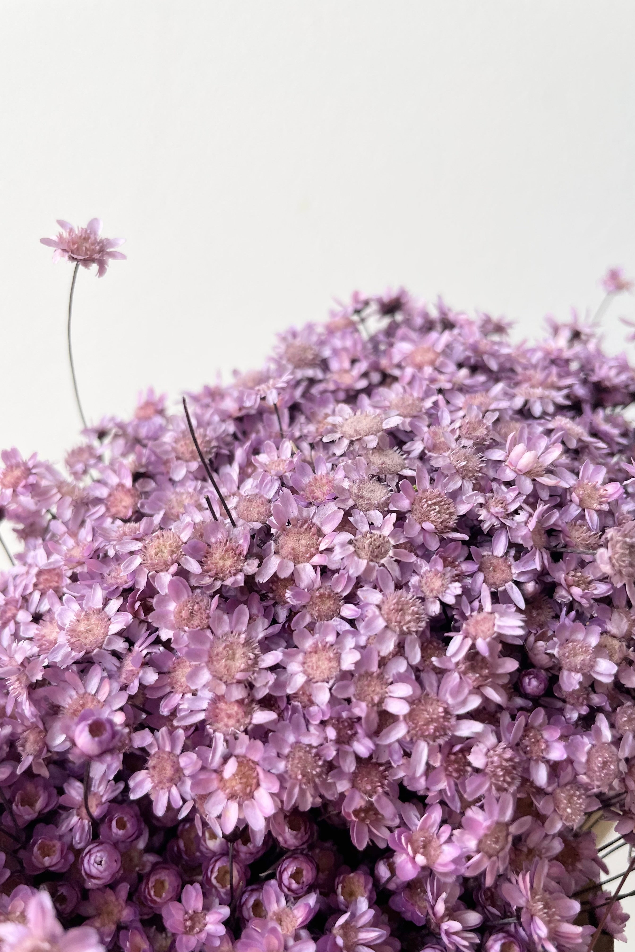 Detail photo of preserved and dyed lavender color Glixia flower bunch.