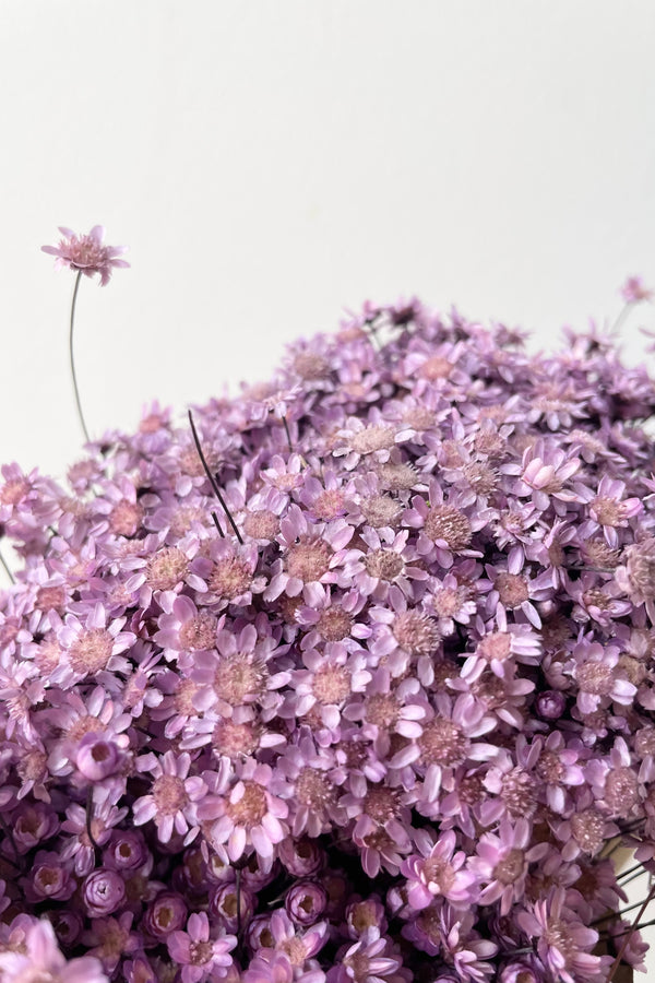 Detail photo of preserved and dyed lavender color Glixia flower bunch.
