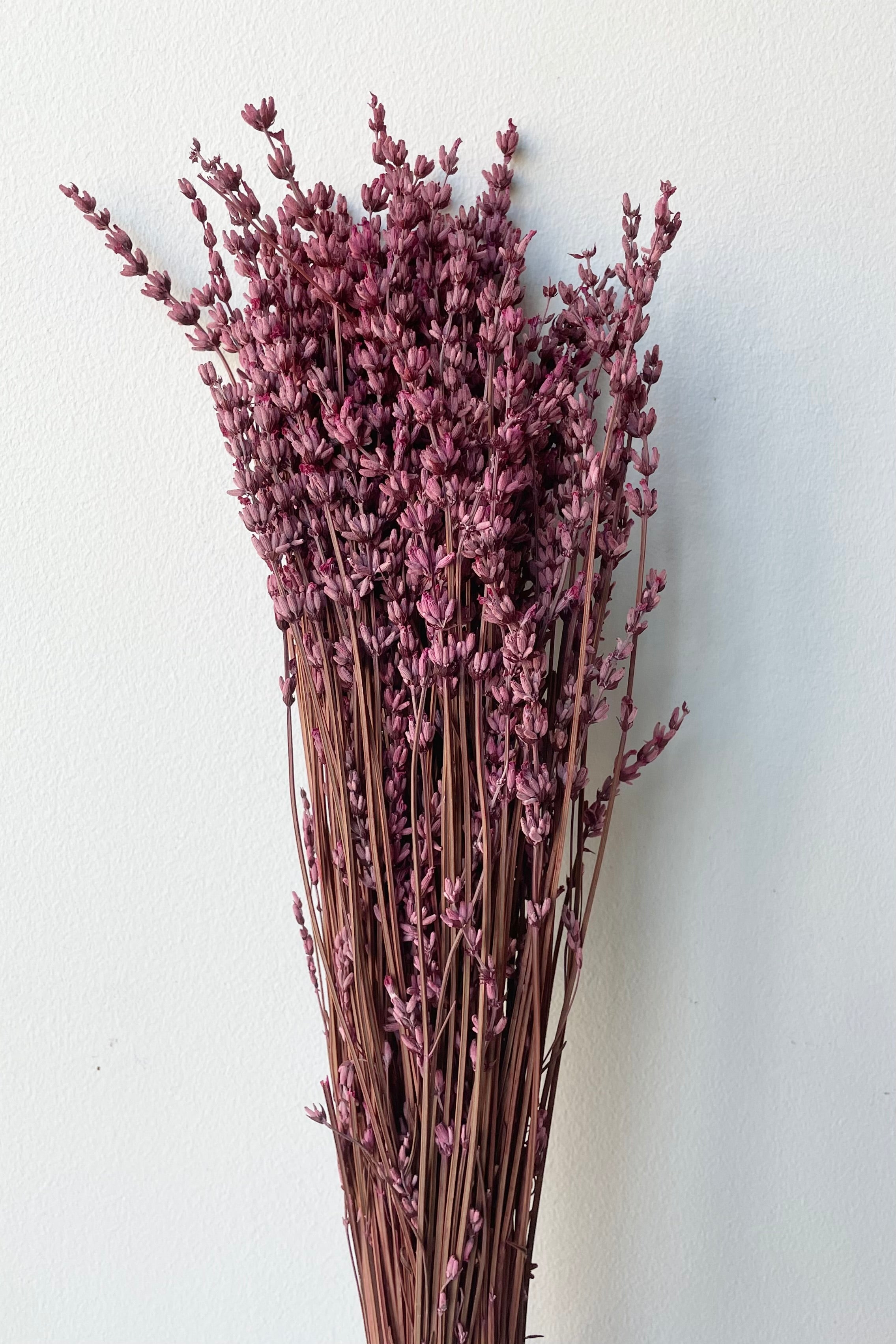 Bunch of preserved fuchsia dyed lavandula against a white wall.