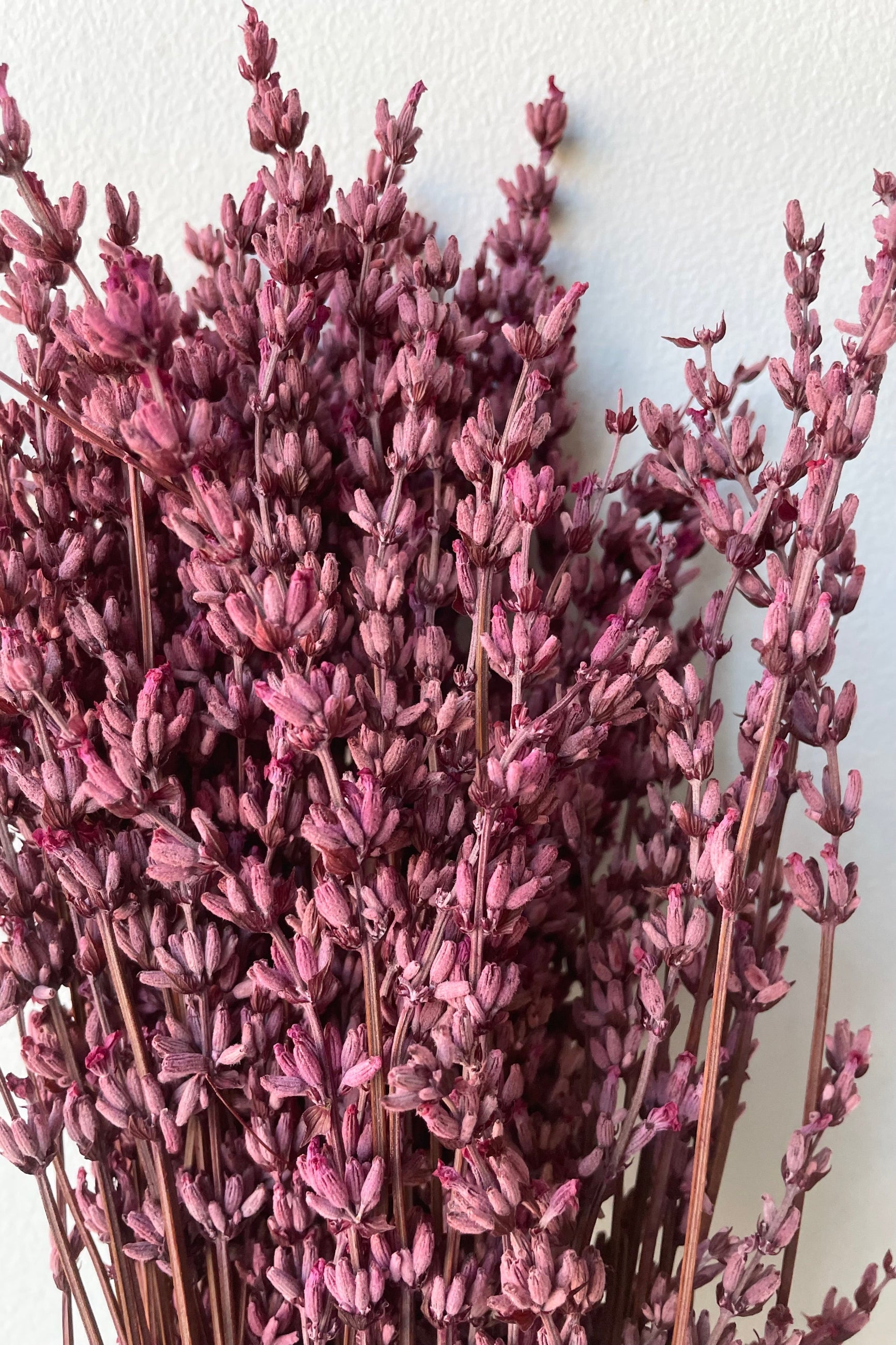 up close photo of dyed fuchsia preserved lavandula stems. ©Sprout Home