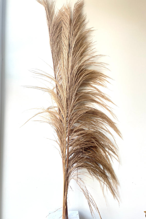 A frontal view of a bunch of Uva Stalk Natural Preserved floral against a white backdrop